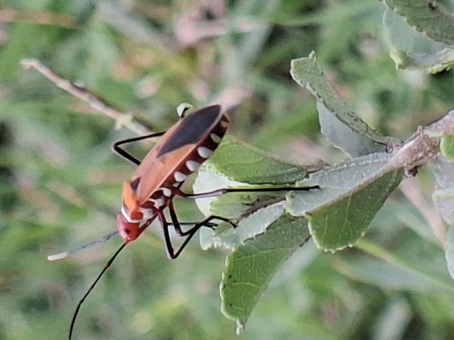 The image presents a close-up, high-angle view of a vividly colored insect, likely a true bug, resting on a green leaf in an outdoor natural setting. The primary subject, the insect, is in sharp focus against a softly blurred background of green foliage and a thin branch.
The insect's body is predominantly reddish-orange or orange, featuring a distinct black, shield-shaped marking on its back. Along the sides of its abdomen, there are multiple contrasting white, circular spots. Its head is red, from which two long, slender, black antennae extend. The insect also has long, segmented black legs, which are visible as it grips the leaf.
The insect is stationary, appearing to be perching or resting on the leaf. The surrounding environment consists of various green leaves and blurred organic shapes, indicating a lush, natural habitat, consistent with an outdoor location in Lhokseumawe, Indonesia. The lighting suggests natural daylight. There is no discernible text within the image.