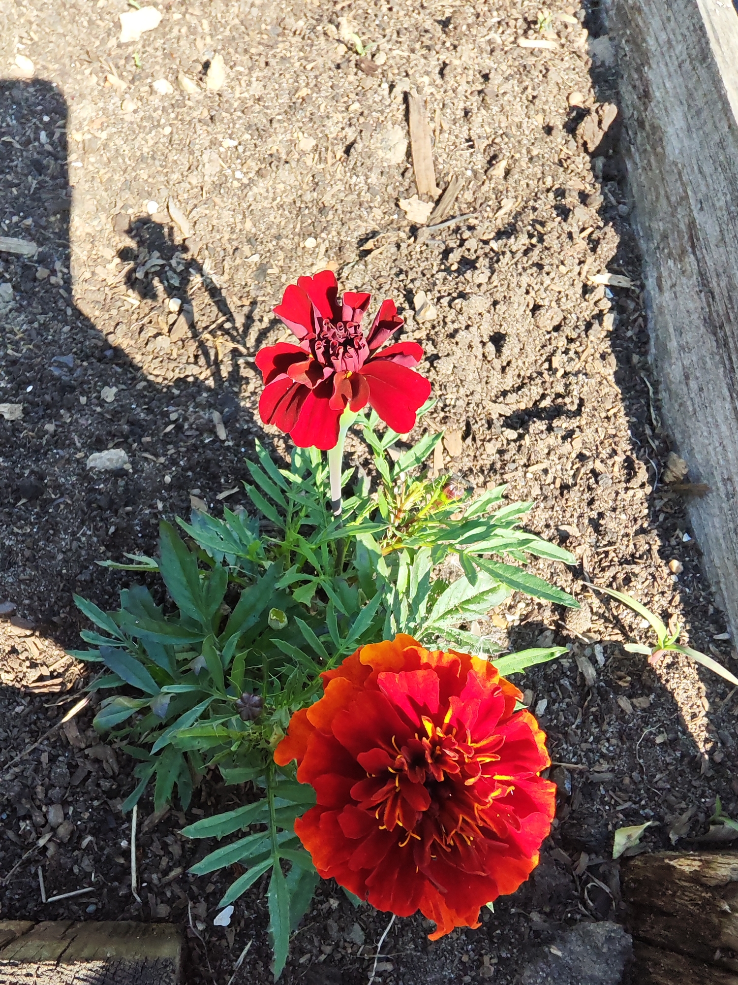 The image shows two marigold flowers growing in a raised garden bed. The bed is constructed of weathered wooden planks. The top flower is a deep red color, while the lower flower is a mix of red and orange with golden accents. The flowers are surrounded by green foliage. The soil in the bed is dark and granular. A shadow is cast across the soil in the upper left corner of the image. The location is not evident in the provided image.
