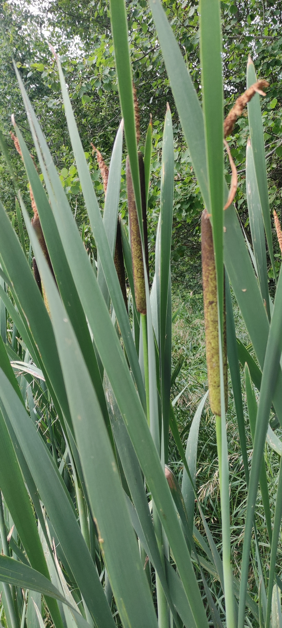 In the city of Moskovskiy Vетеран SNT, Russia, the image captures a close-up view of cattails. The tall, green, blade-like leaves of the cattails dominate the foreground, some bending and overlapping. Several brown, cylindrical seed heads are visible among the leaves, with one prominent cattail head in the center-right featuring a textured, elongated shape. In the background, out of focus, are green trees and foliage, suggesting an outdoor, natural setting. The lighting appears to be natural daylight, casting soft shadows and highlighting the textures of the plants.