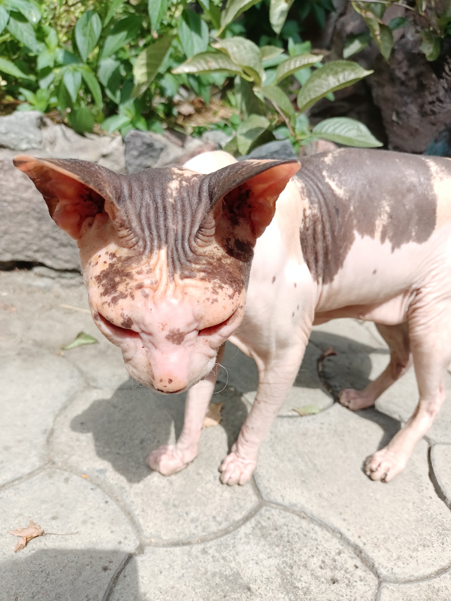 A sphynx cat is pictured outdoors, standing on a paved surface with a backdrop of greenery and rocks. The cat is mostly hairless, with wrinkled skin and patches of brown and tan coloration. Its large ears are prominent, and its face is directed towards the viewer. The lighting suggests it is daytime, with shadows cast on the ground. The environment appears to be a garden or courtyard area, possibly in Almaty, Kazakhstan, given the context of the prompt. There are no people or other animals visible in the frame.
