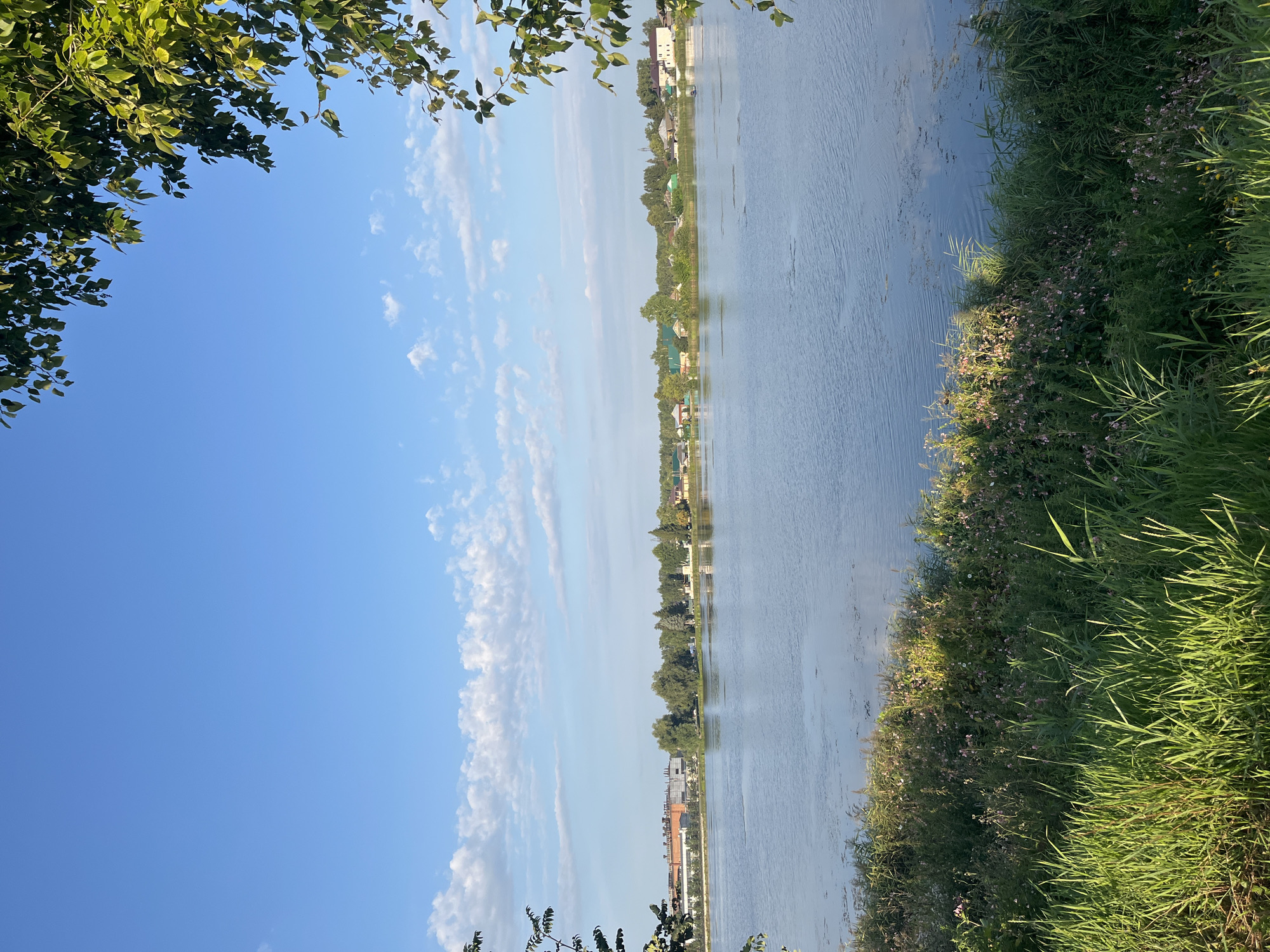 The image depicts a tranquil lakeside scene on a clear day. In the foreground, tall green grass and wild pink flowers grow along the water's edge, illuminated by sunlight. The lake itself is calm, with a few ripples on its surface reflecting the blue sky. Across the water, a distant treeline separates the lake from a small settlement. Buildings with various colored roofs, including some taller structures that appear to be industrial or commercial, are visible amidst the trees. A few scattered trees dot the landscape between the settlement and the water. The sky above is a vibrant blue, with thin, wispy white clouds scattered across it. The upper right corner of the image is framed by the lush green leaves of a tree. The scene is likely captured during daylight hours, with the sun casting a warm glow on the vegetation. The location is described as Blagoveshchensk, Russia.