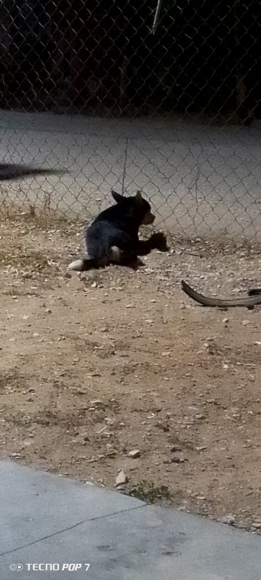 A small black dog with white paws is sitting on dirt near a chain-link fence. The dog is holding one paw up in the air. The location appears to be outdoors, possibly in Altagracia, Venezuela. A grey concrete surface is visible in the lower left corner of the image. A tail of an animal is visible.