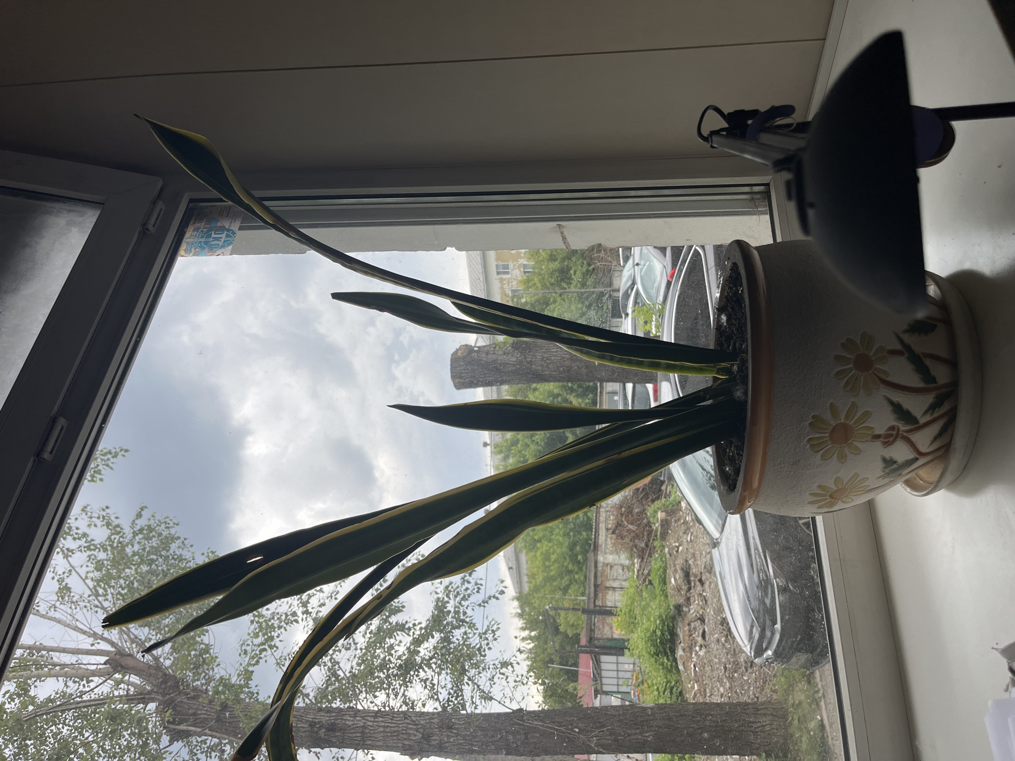 An indoor potted snake plant with yellow-edged green leaves is positioned on a white windowsill in front of a window. Outside the window, trees, buildings, and parked cars are visible under a cloudy sky. A black desk lamp is partially visible in the foreground to the right of the plant. The scene is likely an apartment or office in Yekaterinburg, Russia, given the common architectural styles and vegetation visible.