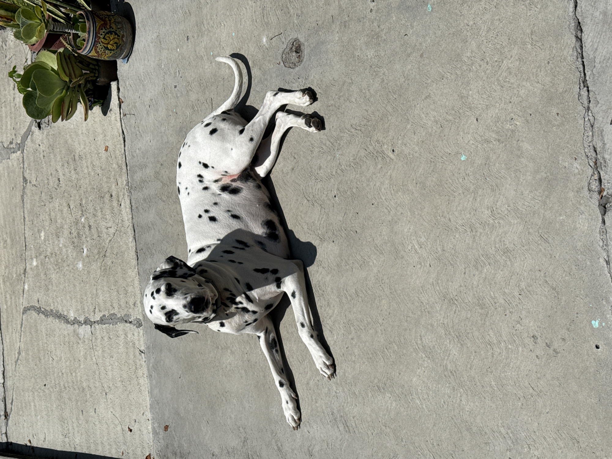 An overhead shot captures a Dalmatian dog lying on its back on a concrete surface, seemingly sunbathing or relaxing. The dog's white coat with distinct black spots is prominent, with its head turned towards the camera and its legs splayed upwards and outwards. Its body casts a clear, dark shadow on the bright concrete, indicating strong sunlight, likely midday or early afternoon.
To the upper left of the image, two potted plants are visible. One plant, possibly a succulent, is in a decorative pot with blue and yellow patterns, while another plant with broader green leaves sits in a simpler brown pot. The concrete ground features a textured, wavy pattern throughout, along with some cracks, minor dark stains, and a few small light blue specks. The overall scene suggests an outdoor setting in clear weather. There is no visible text. The location is Xochitepec, Mexico.