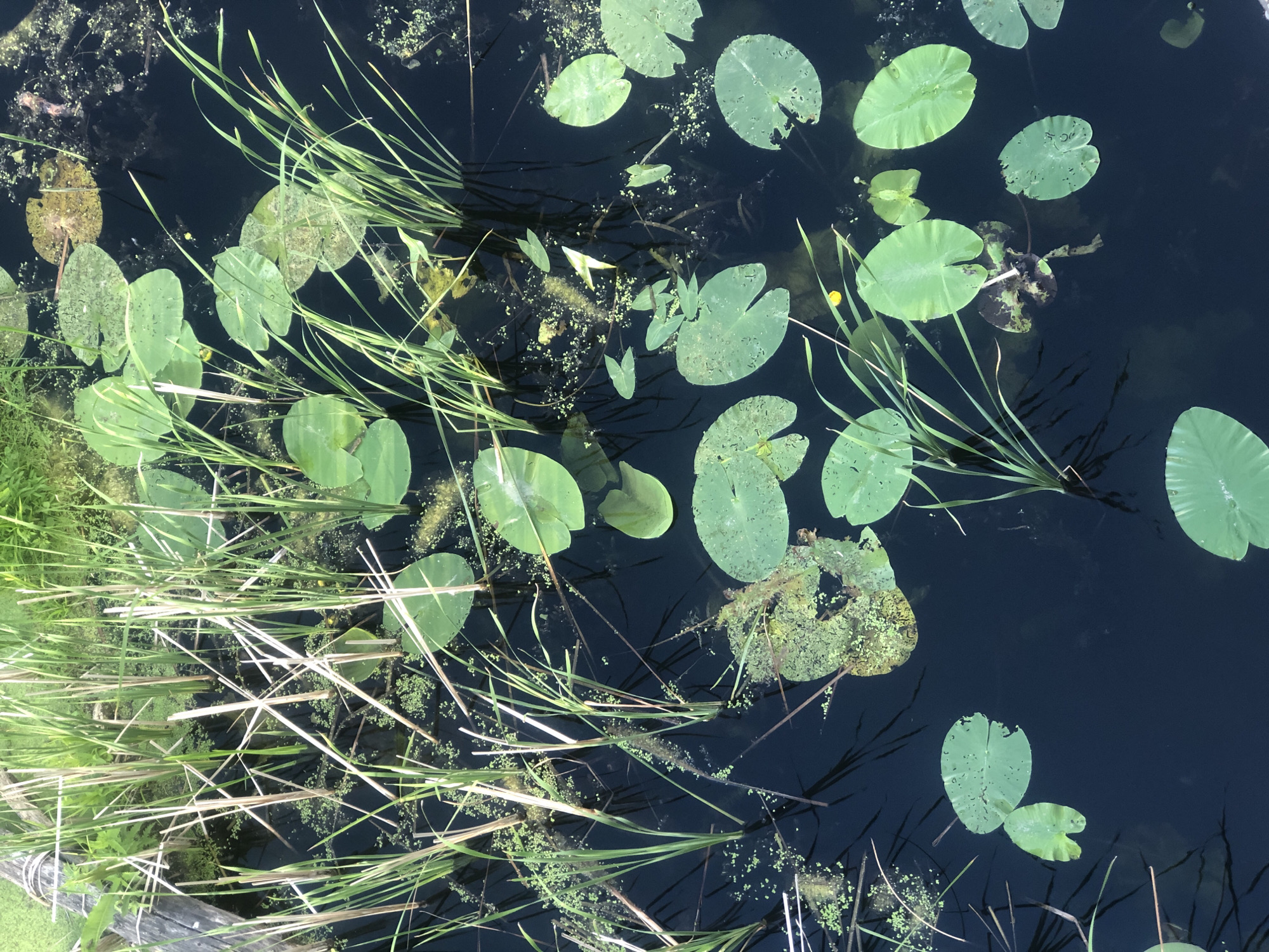 The image shows a close-up, overhead view of a dark pond or marsh filled with aquatic vegetation. The water is a deep, opaque black, reflecting the surrounding greenery. Numerous lily pads, predominantly circular and vibrant green, float on the surface, some showing signs of decay or damage. Tall, reedy grasses and cattails emerge from the water, their green stalks and blades creating a dense texture. Scattered amongst the lily pads are smaller, lighter green patches of duckweed or similar surface algae. In the upper left corner, a weathered wooden log or structure is partially visible, adding a rustic element to the scene. The overall impression is one of a natural, untamed wetland environment.