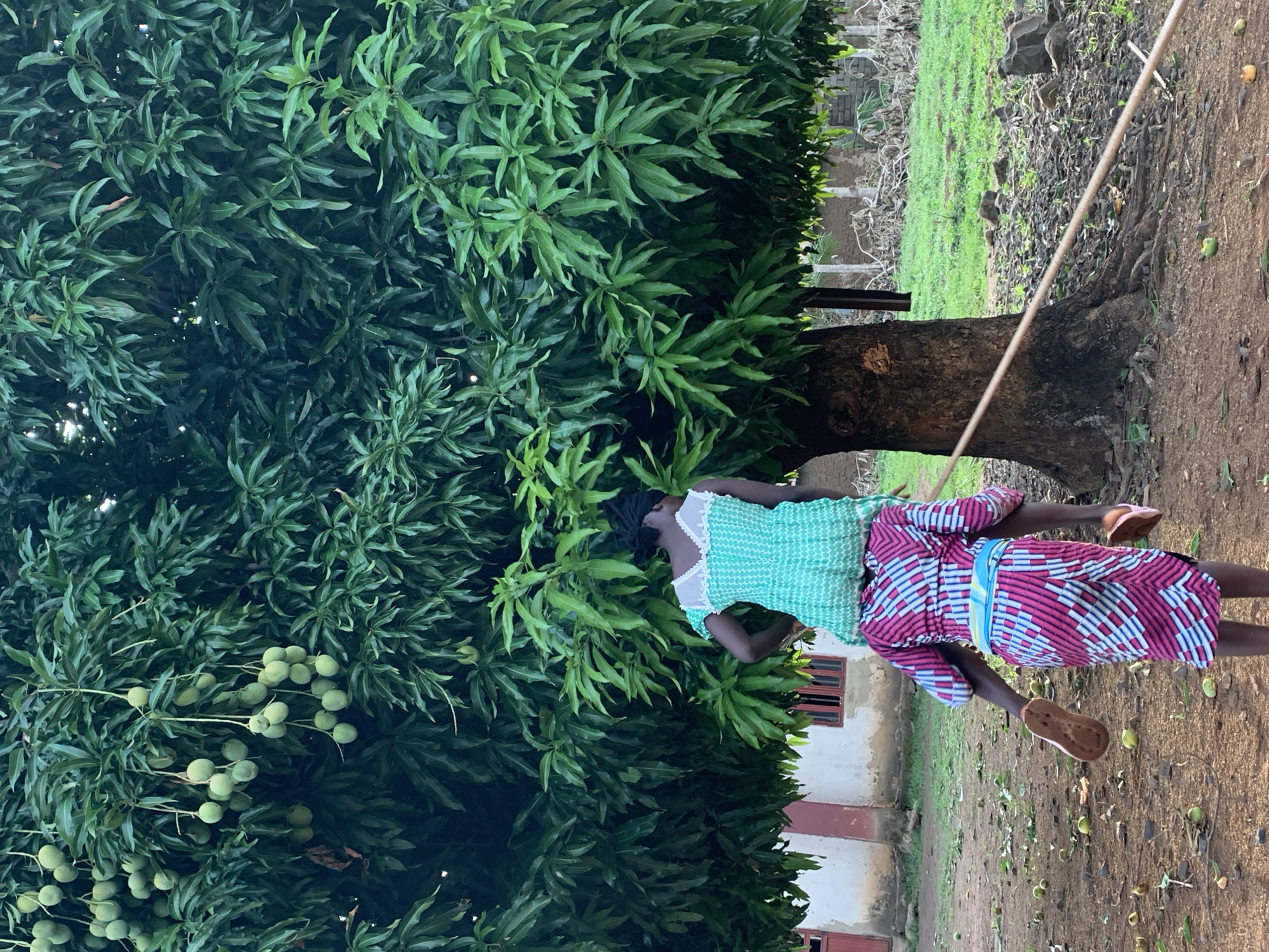 In Agban, Nigeria, a person stands near a large mango tree bearing many unripe mangoes. The person wears a green and white top and a patterned pink and blue skirt, along with brown sandals. A long stick rests against the tree. The ground around the tree is littered with mangoes. A building is partially visible in the background.