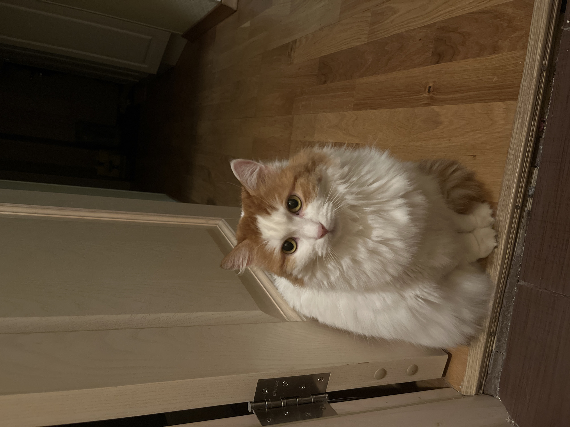 A fluffy, long-haired cat with white and orange fur sits on a wooden floor in a hallway, positioned just inside a doorway. The cat is facing the camera, with its paws tucked neatly underneath its body. Its eyes are wide open, and it appears to be looking intently at something outside the frame. The hallway behind the cat is dimly lit, with doors visible on either side. The floor is made of polished wood planks, and the wall on the left appears to be a light-colored door with a metal hinge. The overall scene suggests a domestic environment. There is no information available to place this image specifically in the city of Korolyov, Russia.