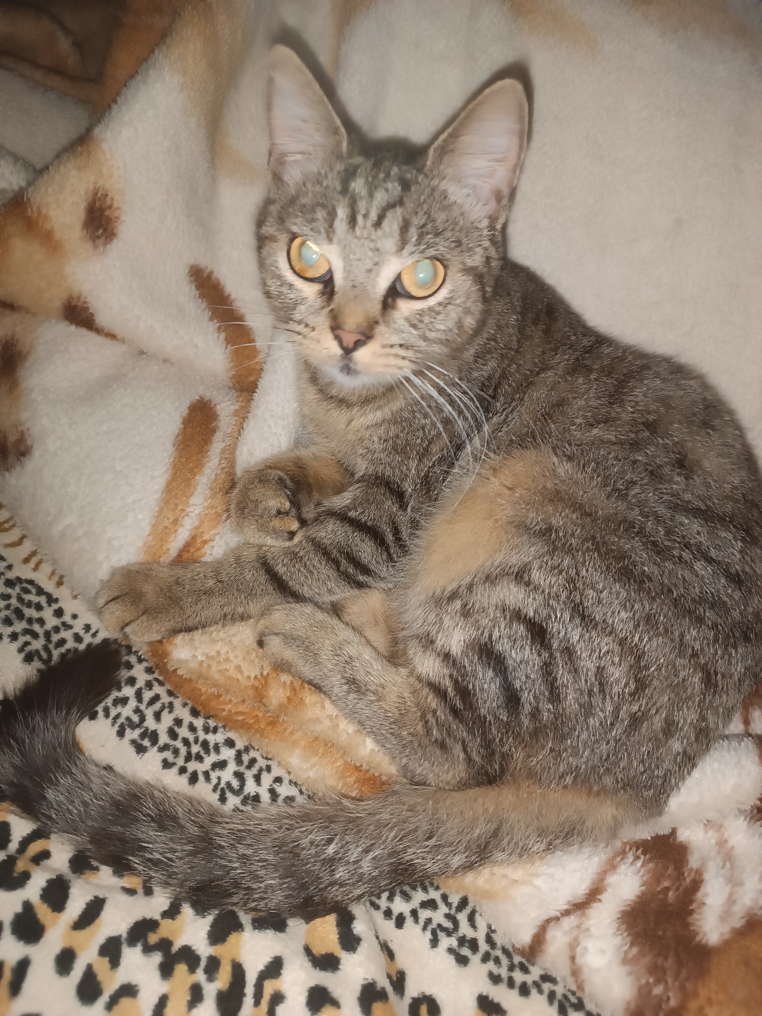 A tabby cat with bright yellow eyes is curled up on a blanket with a leopard print pattern in Vypasne, Ukraine. The cat is facing the camera, with its paws tucked underneath its body. Its fur is a mix of gray, black, and brown stripes. The blanket is draped over a surface, with part of it showing a brown and white striped pattern. The overall lighting is dim, suggesting the photo was taken indoors at night.
