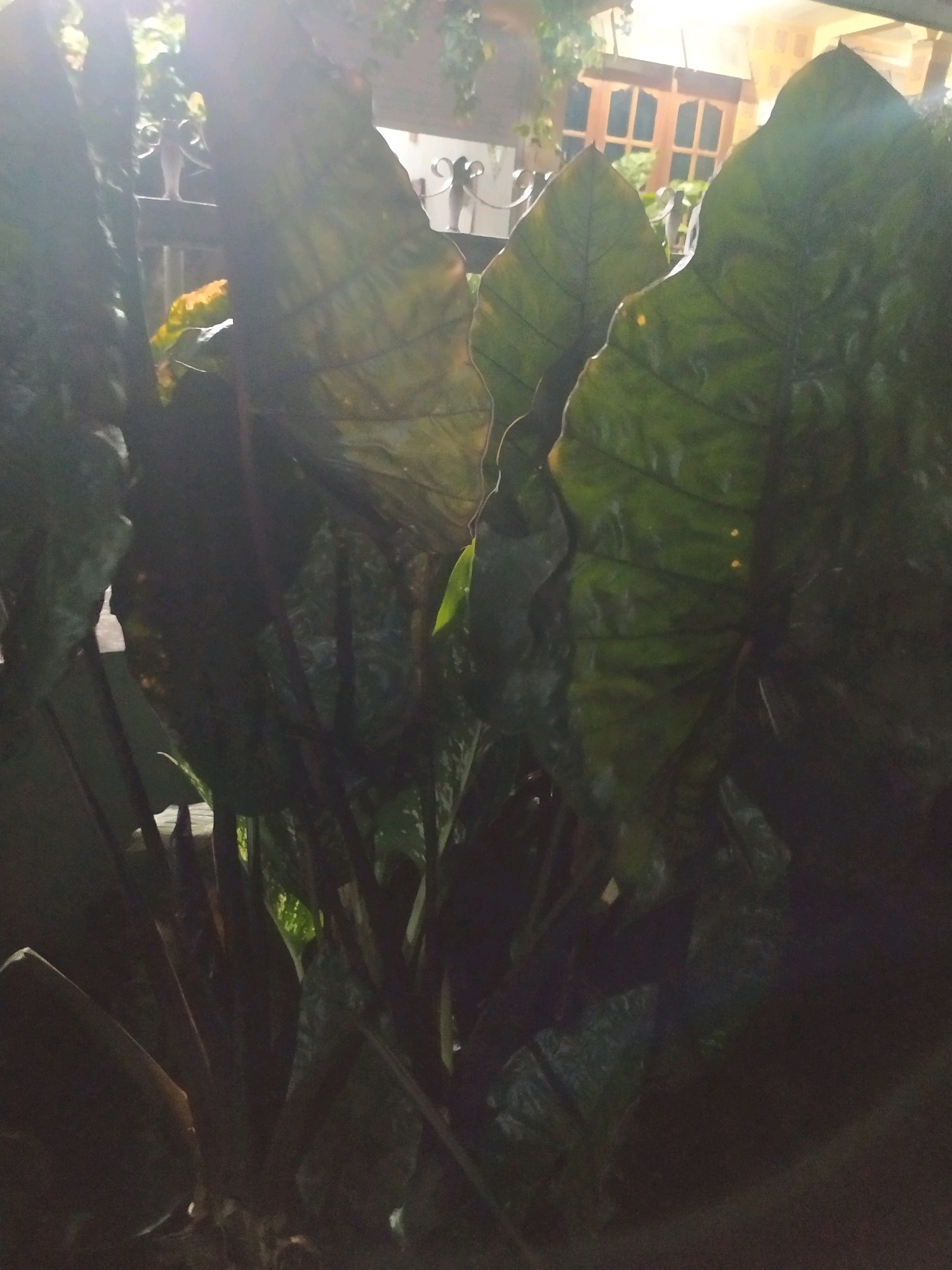 In Glagahwangi, Indonesia, a cluster of large, dark green elephant ear plants, also known as Colocasia esculenta, are prominently featured in the foreground of the image. The leaves are broad and heart-shaped, with visible veins and a slightly glossy texture, suggesting they are healthy and well-hydrated. The plants are densely packed, with their thick, dark stems forming a solid base.
Behind the foliage, a glimpse of a building with wooden framed windows can be seen. The building appears to be illuminated from within, casting a warm glow that contrasts with the darker tones of the plants. A railing, possibly part of a fence or balcony, is visible between the plants and the building, featuring decorative scrolled metalwork. The lighting in the scene suggests it is either dusk or night, with artificial lights from the building and possibly streetlights creating highlights on the leaves. The overall impression is one of a residential or possibly a commercial outdoor space with mature tropical vegetation.