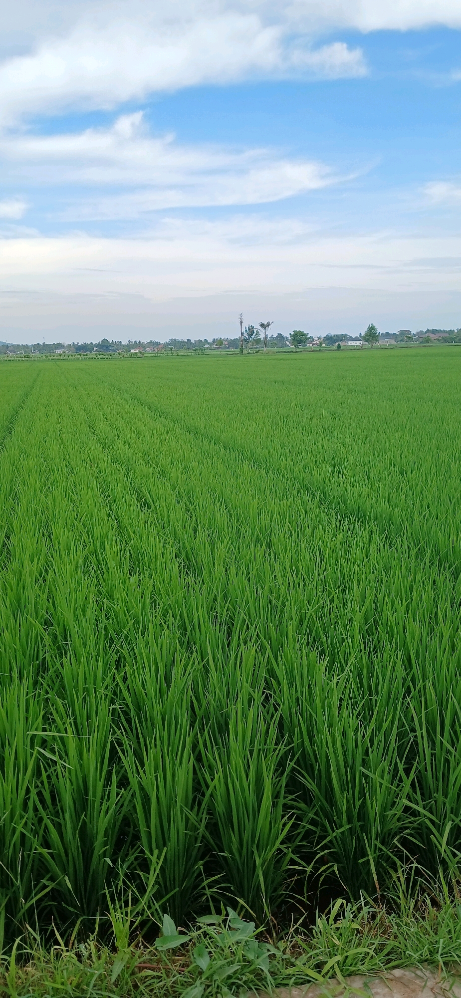This is a vertical, eye-level, outdoor photograph of a lush green rice paddy field in Matangjareung, Indonesia. The field dominates the frame, stretching towards the horizon. In the foreground, the rice stalks are dense and vibrant green, with some blades appearing wet, possibly from recent rain or irrigation. The field is organized in neat rows, evident from subtle lines and indentations in the stalks.
Beyond the field, a line of trees and scattered buildings suggest a village or town in the distance. The sky is a bright blue, punctuated by scattered white, wispy clouds. The overall impression is one of natural beauty and agricultural productivity. There are no people or animals visible in the image. The lighting suggests it is daytime, possibly late afternoon or early morning, given the soft quality of the light.