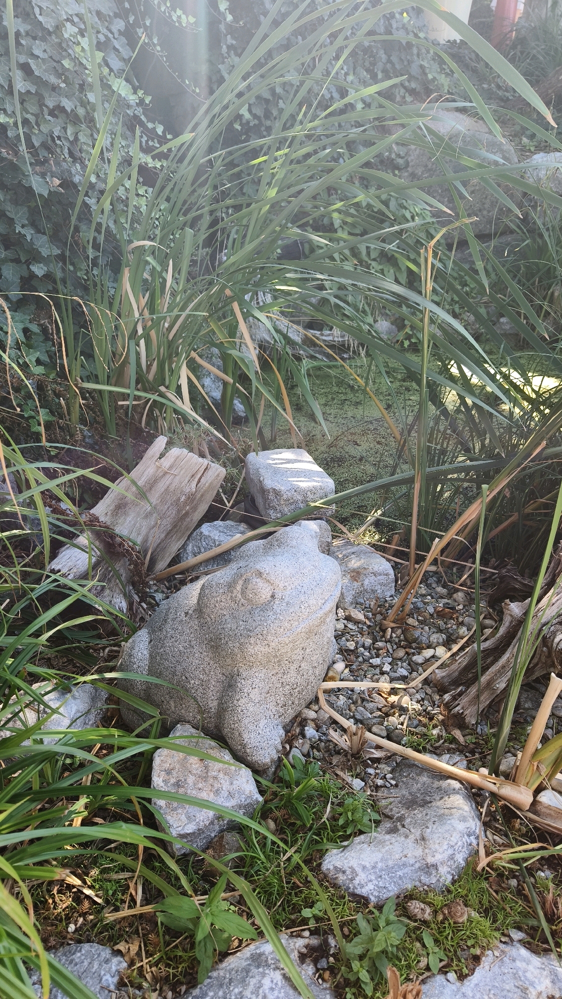 The image depicts a close-up view of a garden area in Langenlois, Austria, featuring a stone frog statue partially submerged in greenery and surrounded by rocks and pebbles. Tall, thin green plants with some dried brown stalks are the dominant flora, with ivy visible on a wall in the background. A piece of weathered wood is also present among the rocks. The ground is covered with small grey and white pebbles, moss, and some small green plants. The scene appears to be an outdoor decorative element within a garden setting.