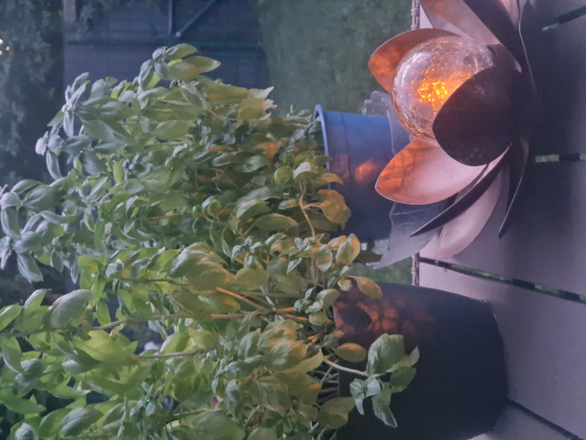 The image depicts an outdoor scene at dusk, likely in a backyard or patio area in Ingolstadt, Germany. Two potted basil plants, lush and green, are prominent in the foreground. The plant on the left is in a dark pot, while the one on the right is in a blue pot. Between the plants and in front of them sits a decorative lotus flower-shaped object. Inside the lotus, a clear, cracked glass orb emits a warm, orange light, suggesting it's a solar-powered garden light. The plants and the illuminated orb are placed on a wooden surface, possibly a table or deck. In the background, out-of-focus trees and a dark fence suggest a residential setting. The lighting indicates it is either early morning or late evening, with a soft, ambient glow. There are no people visible in the image.
