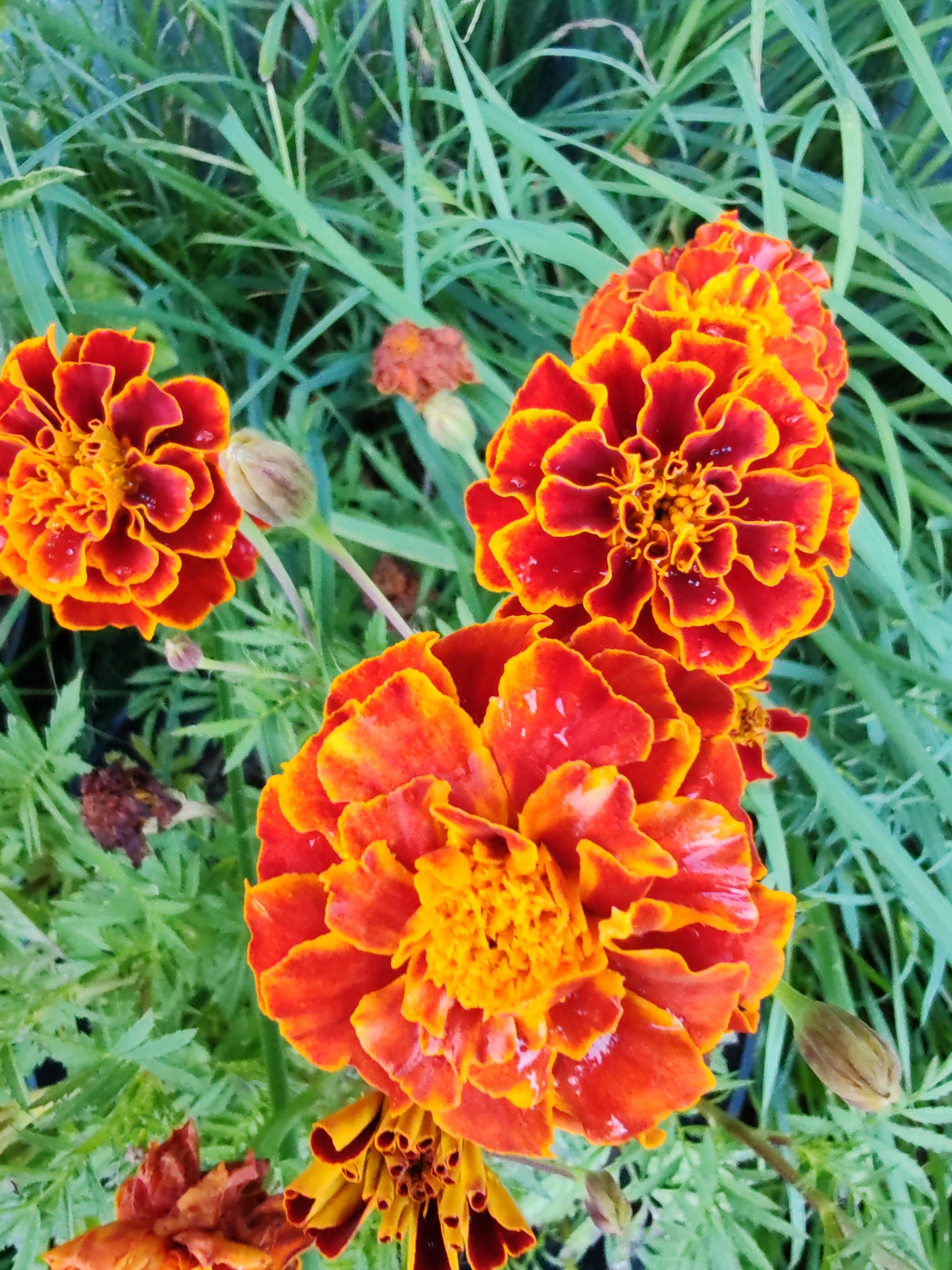 This is a close-up, eye-level, vertical, outdoor, natural-light photograph of several marigolds with red and yellow petals interspersed with green grass. The flowers have water droplets on their petals. There are also a few marigold buds visible. In the background, there are some dried marigold flowers and more green grass. The scene is located in the city of Chukhlom, Russia.