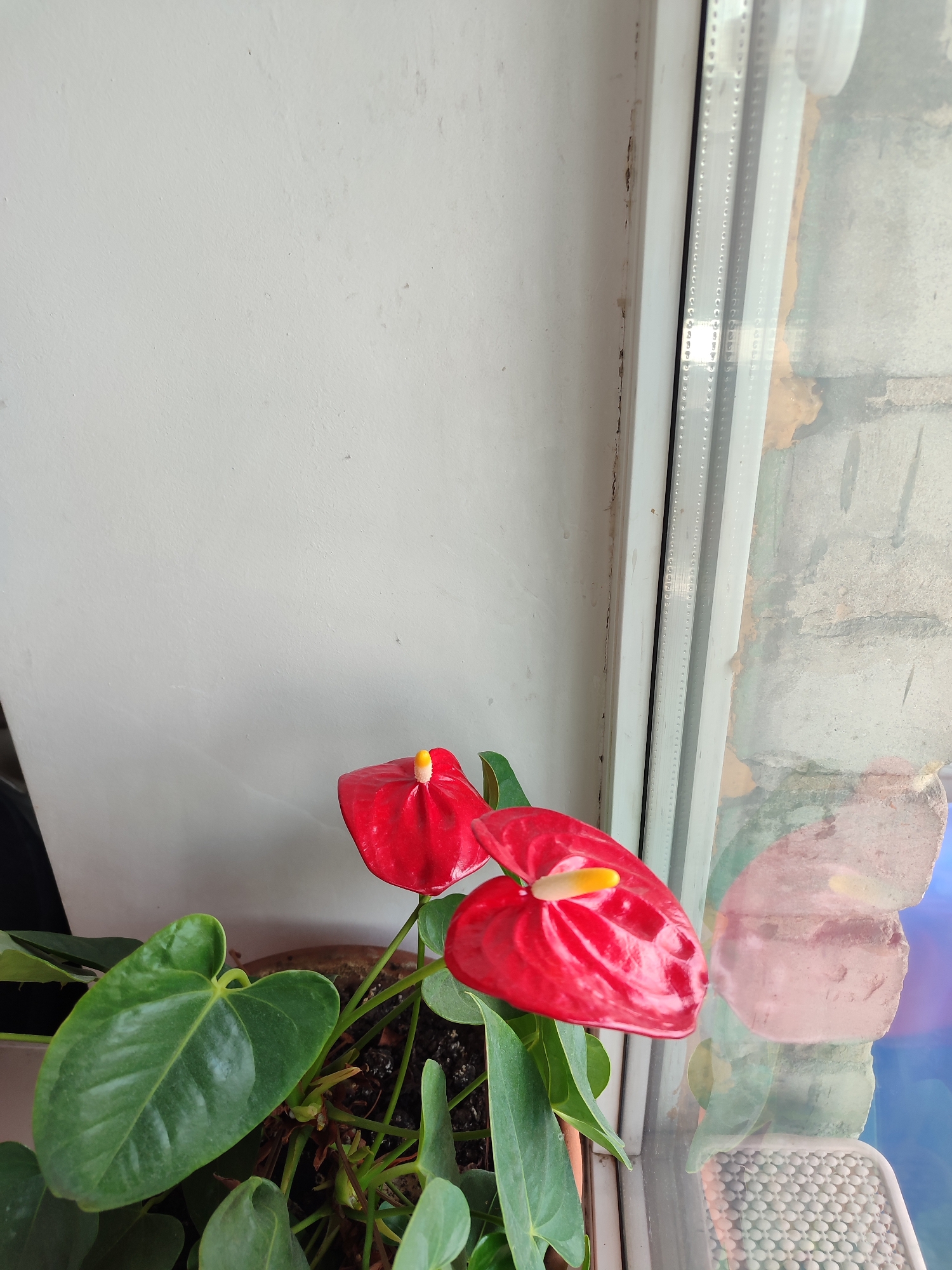 Anthurium flowers with bright red spathes and yellow spadices are in bloom in a pot, placed near a window. The leaves are dark green and heart-shaped. The window frame is white and appears to be part of a sliding window. Through the window, a textured wall made of brick or concrete can be seen, along with a reflection on the glass that shows a pinkish hue. The scene is indoors, with a white wall in the background. There is no visible text in the image. The lighting suggests it could be daytime, with natural light coming from the window. The overall setting appears to be a residential or indoor space.