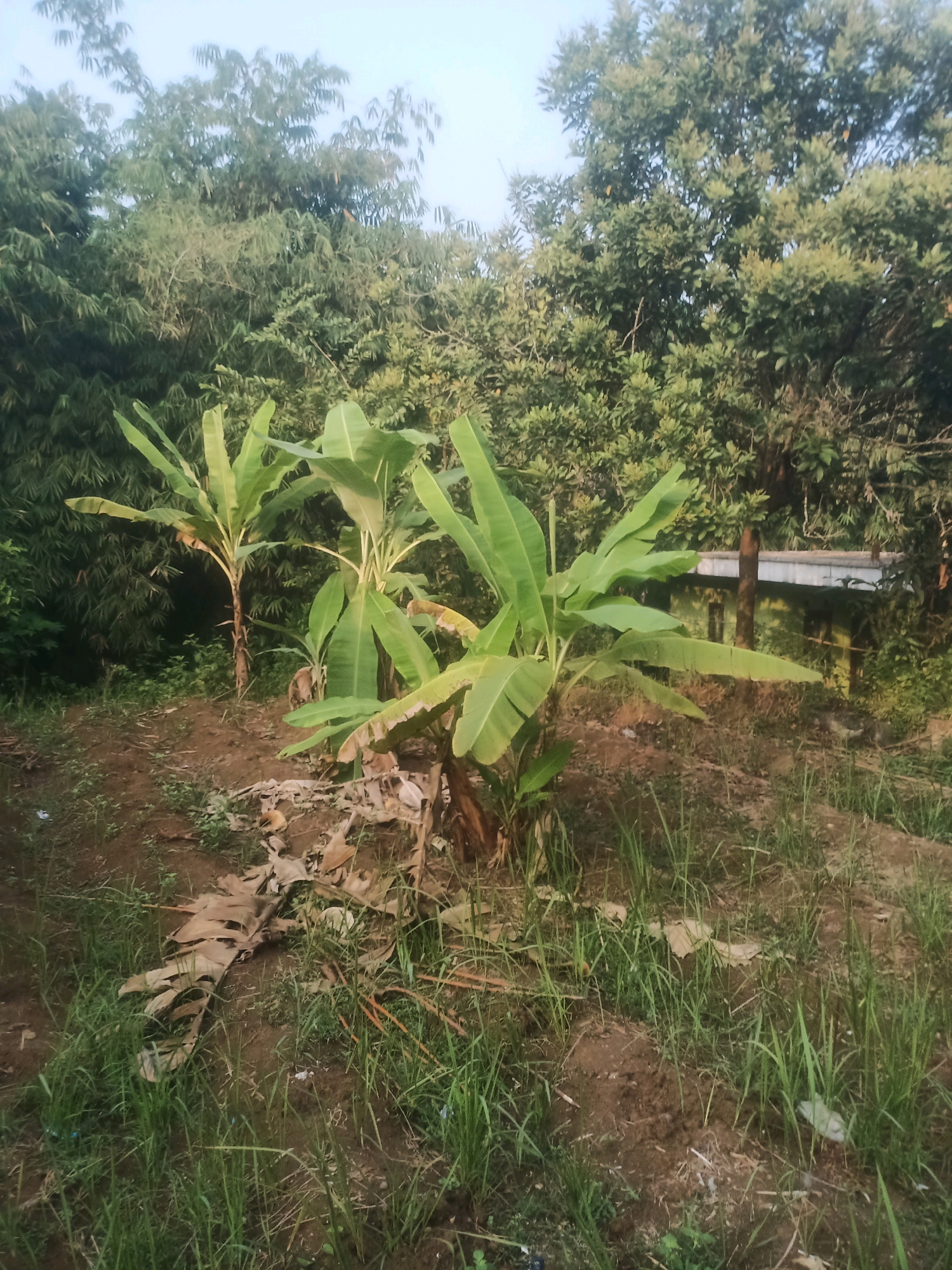 In Ciseeng, Indonesia, the image captures a lush, outdoor scene dominated by vegetation. In the foreground, dry, fallen banana leaves lie on the brown earth, interspersed with patches of green grass. Two young banana trees stand prominently, their large, vibrant green leaves fanning out. Behind them, a dense thicket of bamboo is visible, its tall stalks creating a wall of green. Further back, mature trees with dense foliage create a natural canopy. A hint of man-made structure is present in the background, with a portion of a green-roofed building visible through the trees, suggesting a rural or semi-rural setting within Ciseeng. The overall impression is one of natural abundance and a peaceful, undeveloped landscape.