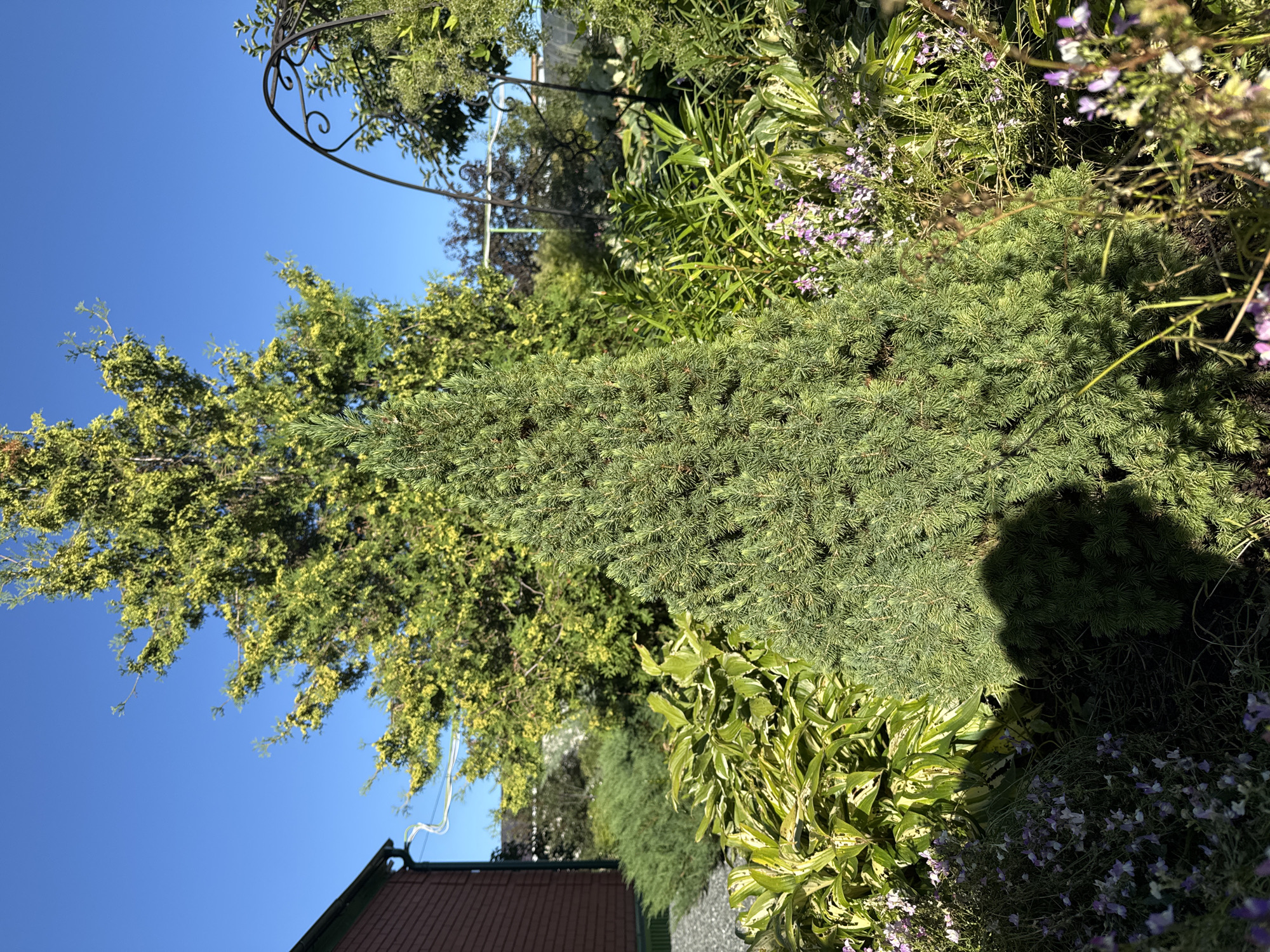 The image depicts a garden scene with various plants under a clear blue sky. In the foreground, a conical evergreen tree, possibly a spruce or fir, is prominently featured, casting a dark shadow on its lower section. To its left, there are variegated hosta plants with broad, light-green leaves edged in white. Smaller flowering plants with delicate purple blossoms are scattered around the hostas. Behind the foreground tree, a larger, more feathery evergreen tree with yellow-green foliage is visible. To the far left, a portion of a red brick building with white trim and gutters can be seen. In the background, a black metal garden archway is partially visible, along with other greenery and trees. The scene appears to be a well-maintained residential garden. The location is identified as Golyshmanovo, Russia.