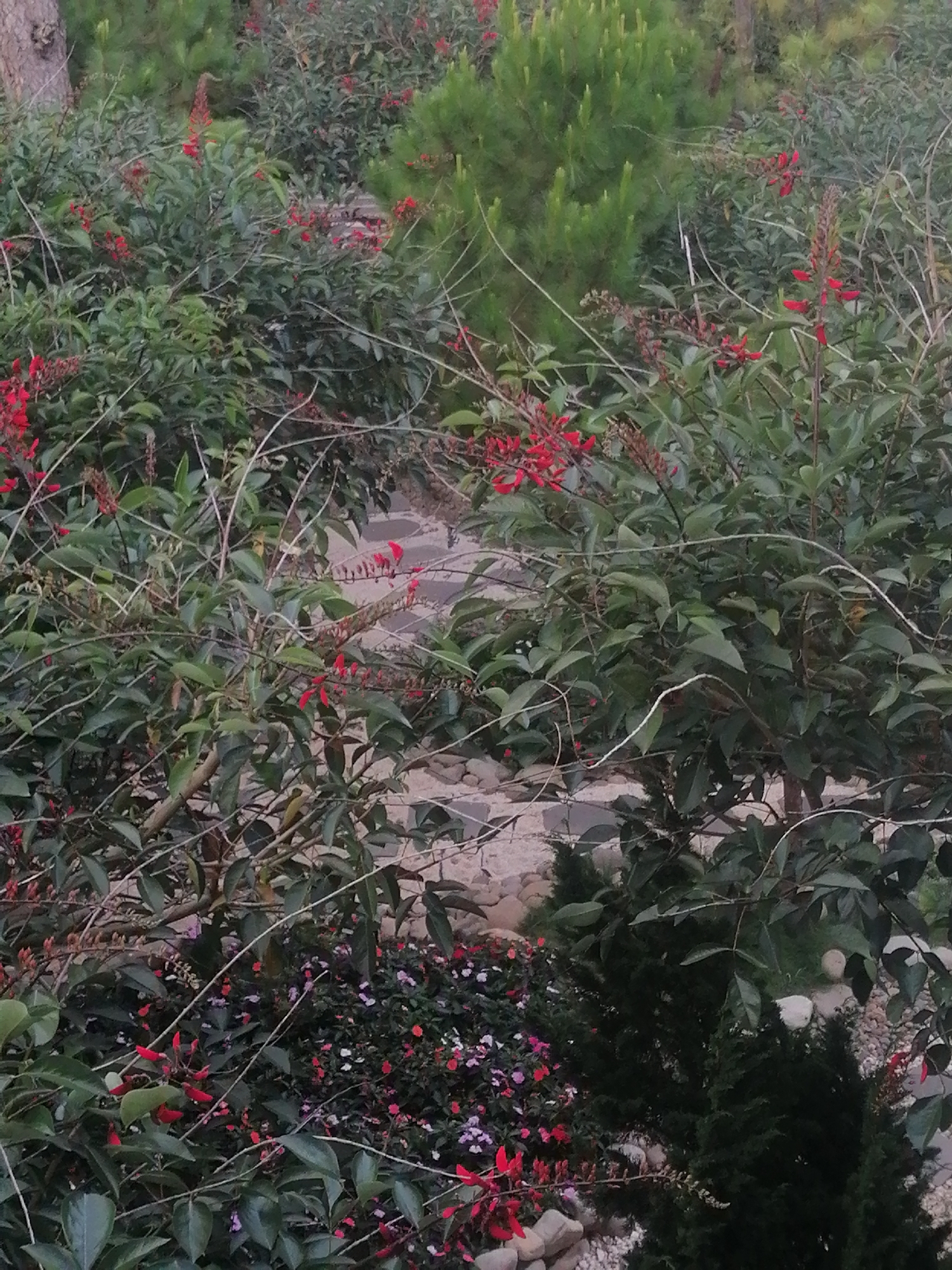 A garden scene in Da Lat, Vietnam, features lush green foliage dotted with vibrant red flowers. A stone pathway winds through the greenery, partially visible amidst the plants. The foliage consists of various shrubs and some taller, more pointed evergreen trees in the background. The overall impression is one of natural beauty and tranquility, typical of the mountainous city known for its gardens and cooler climate.
