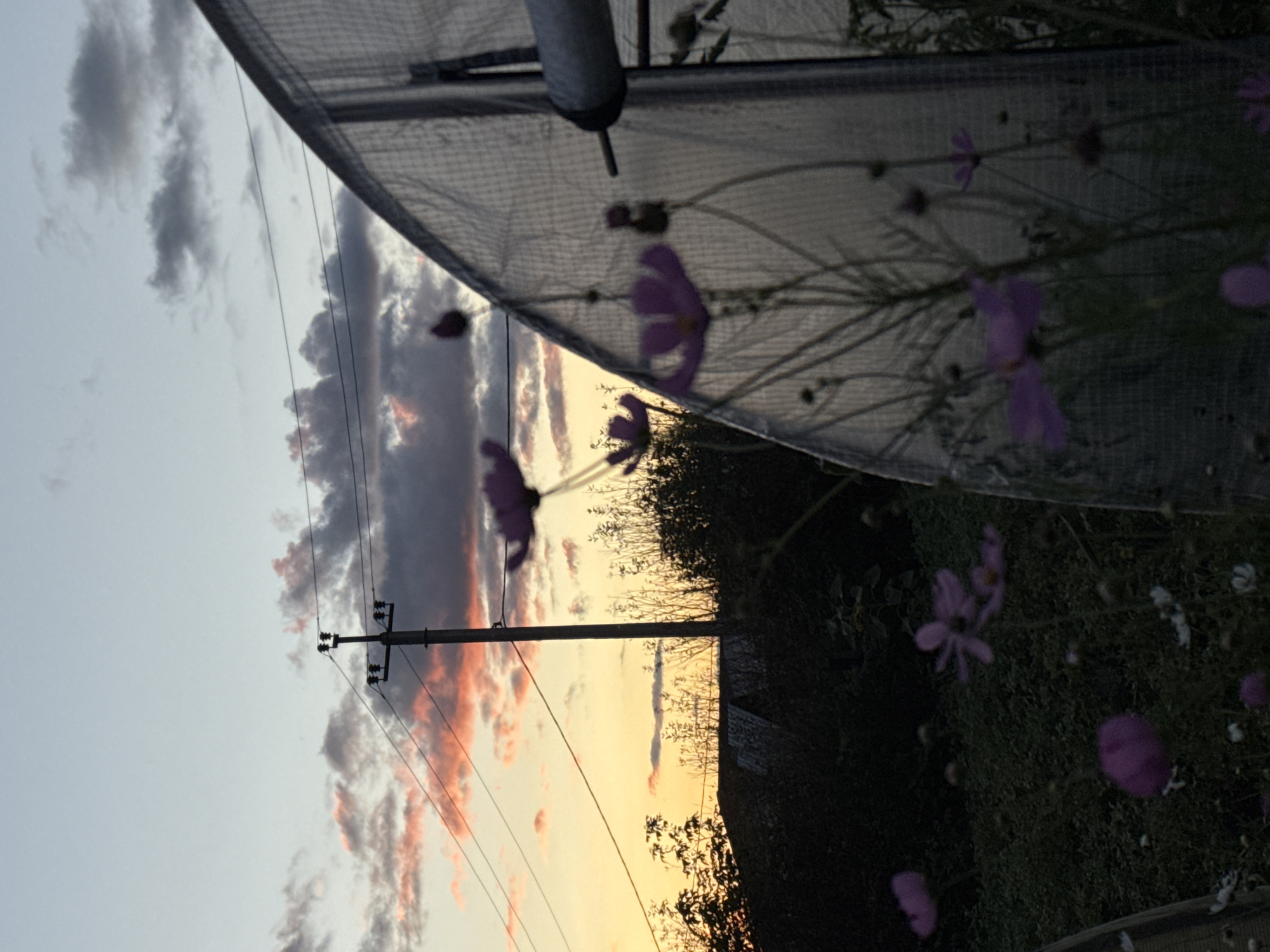 An outdoor, medium shot captures a greenhouse structure in the foreground, with delicate purple flowers in soft focus in front of it. The greenhouse material appears to be a translucent, possibly plastic, sheeting. A metal pipe or rod extends horizontally from the right side of the frame, attached to the greenhouse structure. In the background, a utility pole with wires is visible against a twilight sky. The sky displays a gradient of colors, with hues of orange and pink from the setting sun mingling with gray clouds. Silhouetted against the sky are trees and the roofline of a building. The overall setting suggests a rural or semi-rural environment, potentially a garden or allotment in Prokopyevsk, Russia, during sunset. There are no people or animals present in the image.