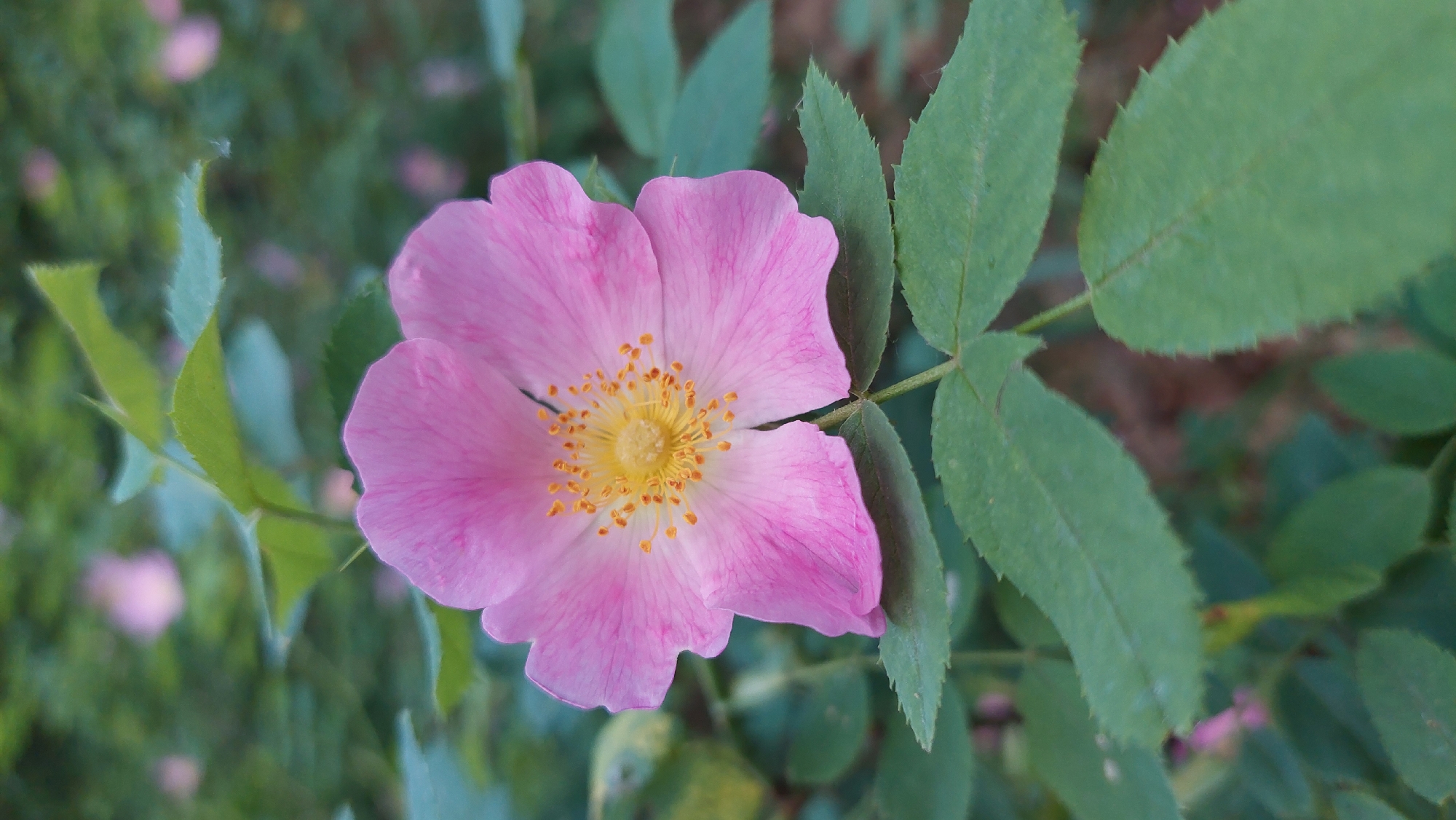 A close-up, horizontal shot captures a vibrant pink flower, likely a wild rose, set against a softly blurred green background. The prominent flower features five broad, soft pink petals, with subtle darker pink veins radiating from its center. The heart of the flower is a striking yellow disk densely packed with numerous orange-tipped stamens. A slight crease or split is visible on one of the petals towards the upper right side.
To the right and bottom of the bloom, several deep green leaves with distinct serrated edges are in clear focus, showcasing their intricate vein patterns. The stem connecting the leaves and flower is also visible. The background consists of defocused green foliage interspersed with soft, out-of-focus blurs of pink, suggesting other similar flowers or buds further back.
The image is lit by what appears to be natural daylight, creating a gentle illumination without harsh shadows, which accentuates the fresh, lively colors of the flower and leaves. The scene depicts an outdoor natural environment, likely a garden or shrubbery, observed during the daytime. There are no people, visible text, or specific activities taking place, emphasizing the serene and natural beauty of the flora.