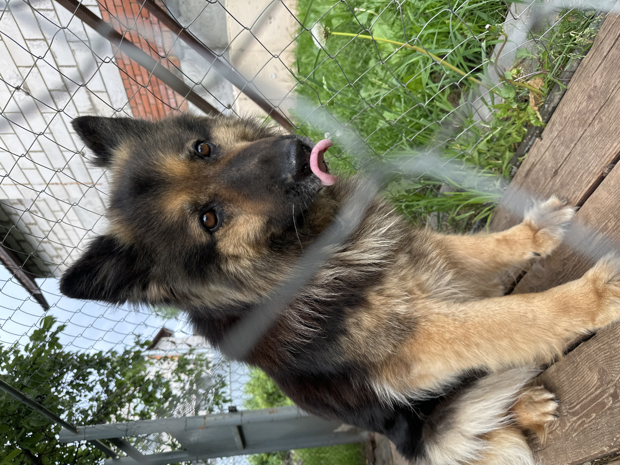 An eye-level, tilted photograph captures a fluffy German Shepherd-type dog playfully sticking its tongue out, seen through a chain-link fence. The dog, a mix of tan, black, and lighter brown fur, lies on wooden planks, looking directly at the camera with dark, curious eyes. Its pink tongue curls upwards, suggesting playfulness or panting.
The chain-link fence, slightly out of focus, creates a blurred overlay across the dog and the background. Beyond the fence, a vibrant green grassy area with weeds and a white dandelion is visible. In the further background, glimpses of a cloudy sky, lush green trees, a distant building with a brown roof, and elements of a brick wall and white siding can be discerned. The natural light indicates it is daytime, possibly overcast. The scene depicts an outdoor setting, likely a yard or kennel enclosure, in Chaikovsky, Russia. No text is visible.
