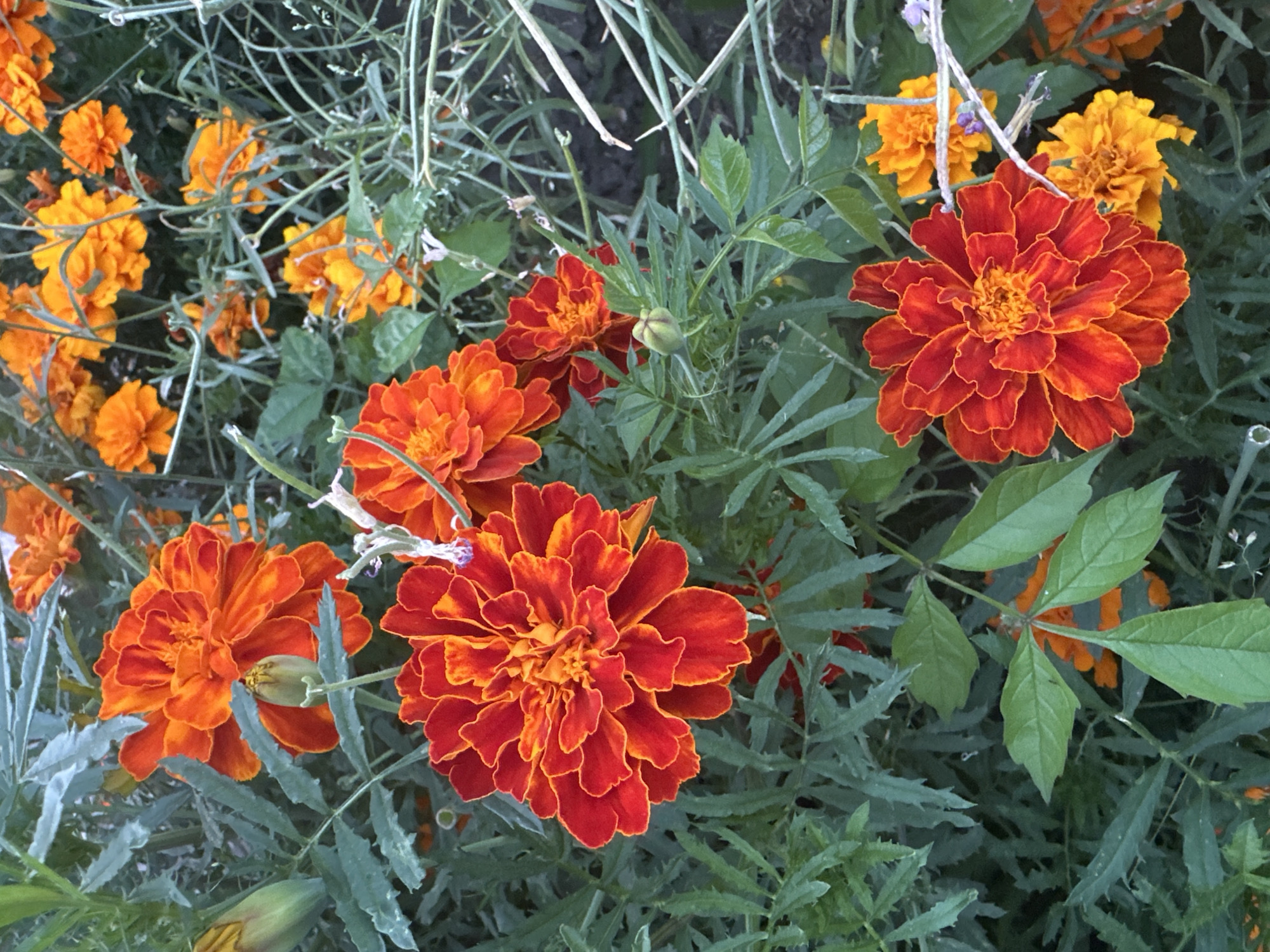 The image displays a close-up view of several blooming marigolds, predominantly in shades of orange and red. The flowers are densely packed, with many layers of petals. Some flowers are fully open, revealing intricate patterns, while others appear to be in bud form, partially enclosed by green sepals. The foliage is a deep green, with some leaves exhibiting a slightly feathery texture. The background is blurred, suggesting the presence of more flowers and greenery, typical of a garden or park setting. There are no people, animals, or man-made structures visible in the frame. The overall impression is one of vibrant natural beauty. The location in Kyiv, Ukraine, is not discernible from the image itself.