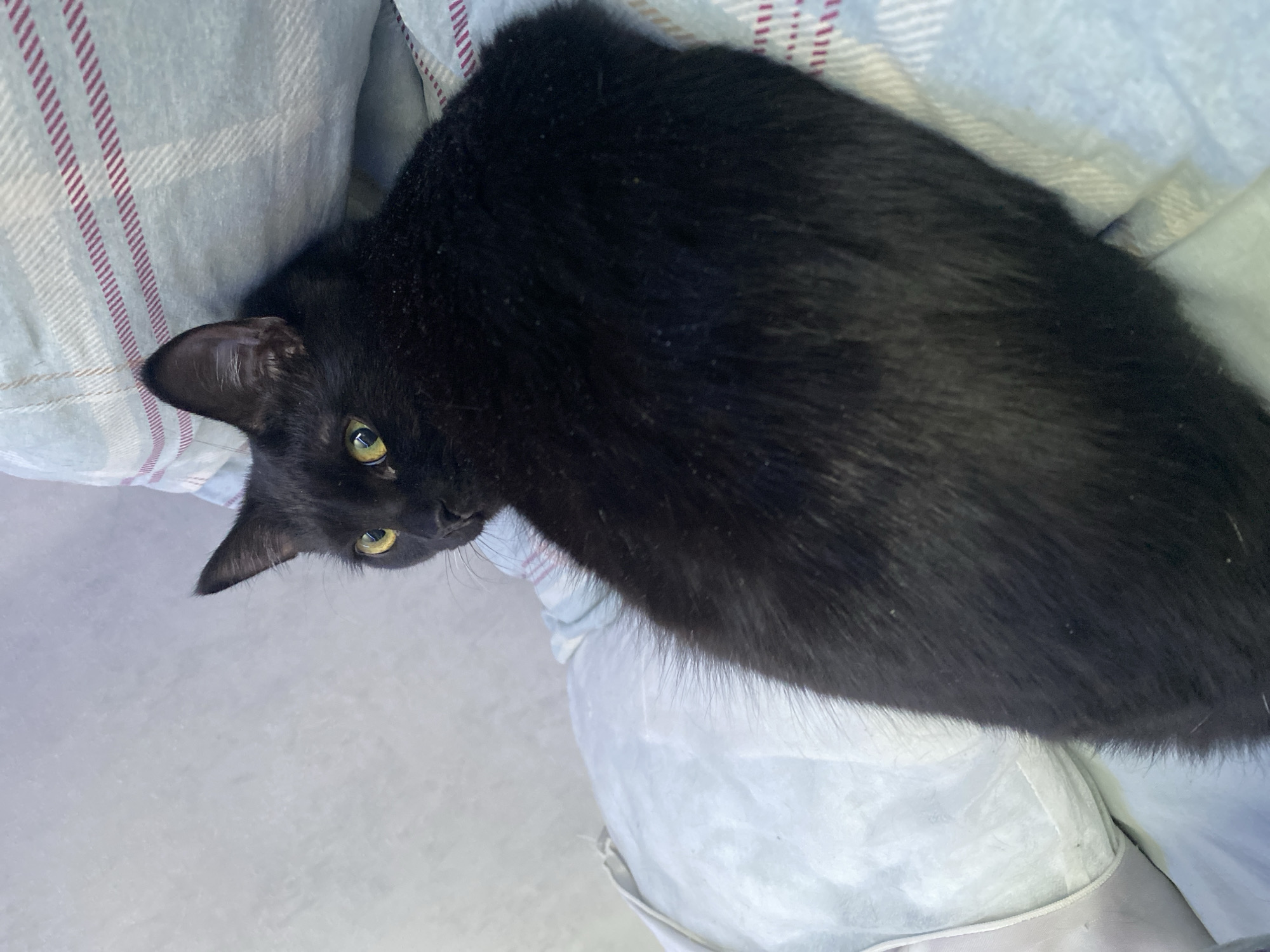 The scene depicts an indoor domestic environment located in Izhevsk, Russia. A black domestic cat is the sole subject, resting or lying on soft furnishings. The cat is oriented with its back largely towards the viewer, its head turned sharply to its left, revealing its left profile and bright yellow-green eyes looking towards the upper left. The cat's fur shows minor dust or particulate matter. It is situated on a light blue textile featuring a subtle plaid pattern of thin reddish-brown stripes, consistent with a blanket or pillow. To the cat's left, another light-colored, possibly off-white, soft object with visible seams or a drawstring is present. The background to the upper left consists of a plain, light grey wall. No human subjects or direct interactions are observed. The lighting is even and diffuse, characteristic of interior illumination.