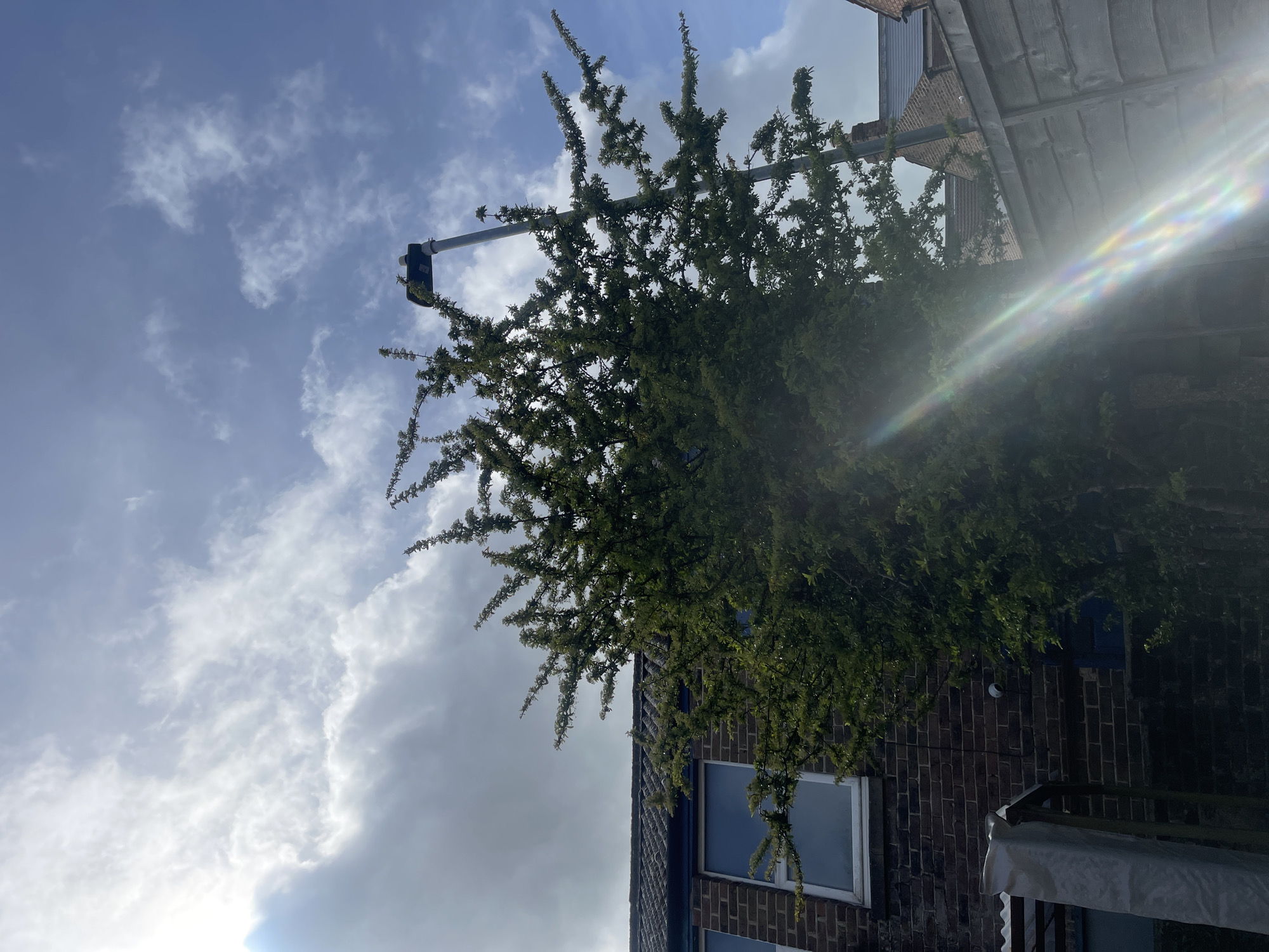 An outdoor, low-angle photograph captures a vibrant, dense green tree dominating the mid-ground, its leafy branches, possibly in bloom with light-colored buds, extending upwards and across the frame. The tree partially obscures a two-story building constructed of reddish-brown brick, featuring a dark tiled roof and a white-framed window with a blue tint reflecting the sky. Another darker window or door is visible higher on the wall, and a white security camera is mounted on the brickwork.
On the far right, a structure draped with a white fabric, possibly part of a balcony or awning, is partially visible. A metal pole, resembling a street light arm or a CCTV camera mount, emerges from behind the tree and extends diagonally into the upper left portion of the sky.
The sky above is a dynamic mix of bright white and grey clouds, with patches of clear blue visible between them. A prominent lens flare with distinct rainbow-colored streaks emanates from the upper right of the frame, indicating the sun is either in or just outside the shot, shining directly towards the camera. The scene is brightly lit, confirming it is daytime. No people or visible text are present. The architecture and brickwork are consistent with an urban or suburban setting, such as Portsmouth, United Kingdom.