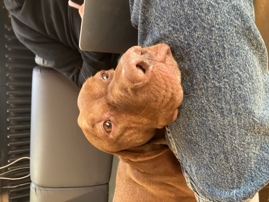 An indoor scene features a reddish-brown dog, likely a Vizsla, with its head resting on the blue denim-clad lap of an unseen individual in the foreground. The dog's amber eyes are directed upwards and slightly to the right. In the middle ground, to the right of the dog, another individual is partially visible, wearing a dark-colored long-sleeved garment, holding a light-colored object (possibly a stylus or pen) over a light-colored electronic device (laptop or tablet). Behind the dog and the background individual is a light gray upholstered sofa or bench. The far background includes a dark, ribbed structure, potentially a radiator, and faint white wires in the upper left corner. The specific location within Moscow, Russia, cannot be determined from the visual evidence provided.