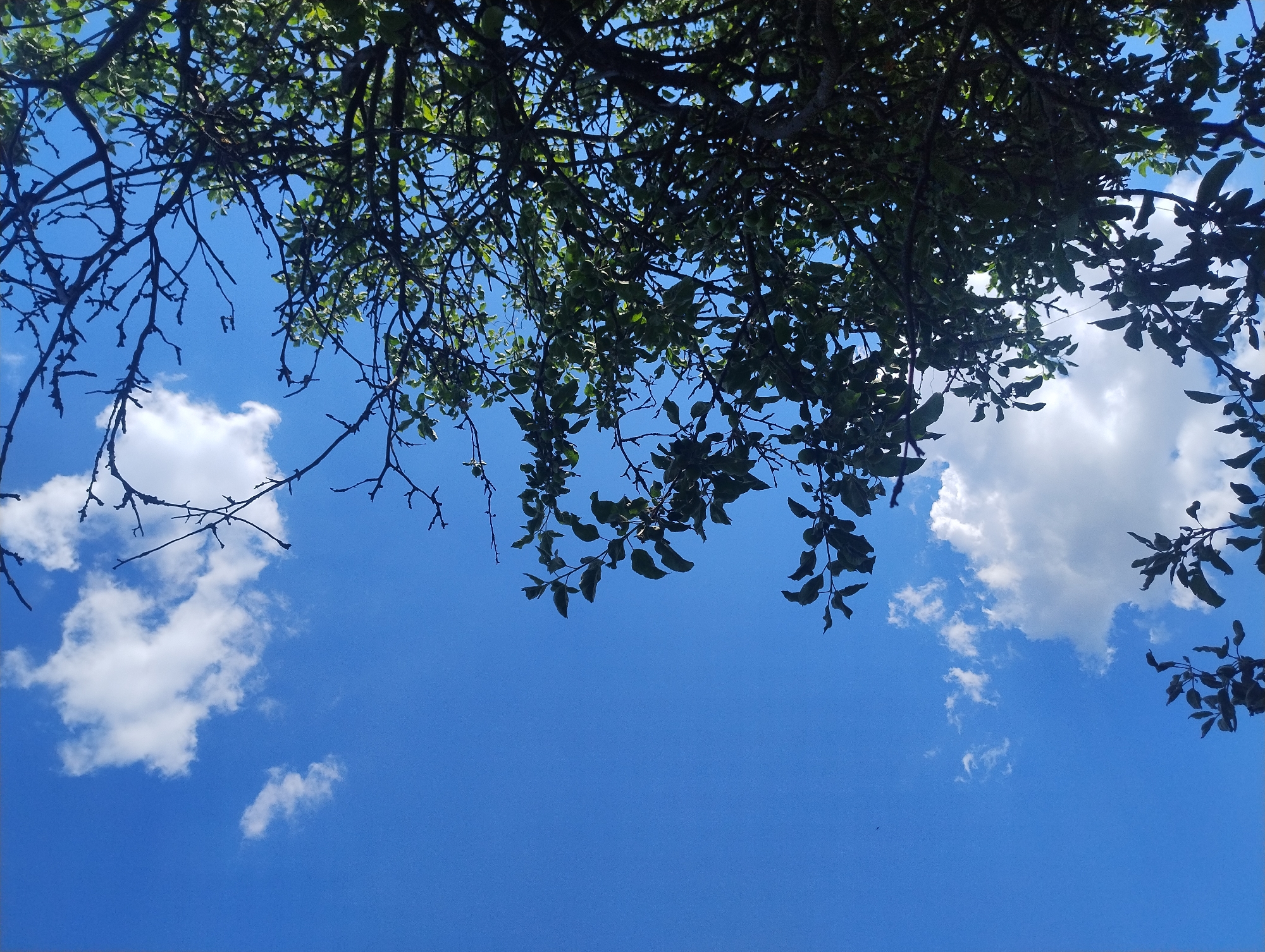 A low-angle shot captures the vibrant blue sky dotted with fluffy white clouds. A dense canopy of dark green leaves and bare branches from a tree dominates the right side of the frame, obscuring parts of the sky. The foliage appears lush and healthy, with some smaller branches extending towards the left, silhouetted against the sky. The overall impression is one of a bright, clear day viewed from beneath the shade of a large tree. The scene is an outdoor environment, likely a park or garden, with no humans or man-made structures visible.