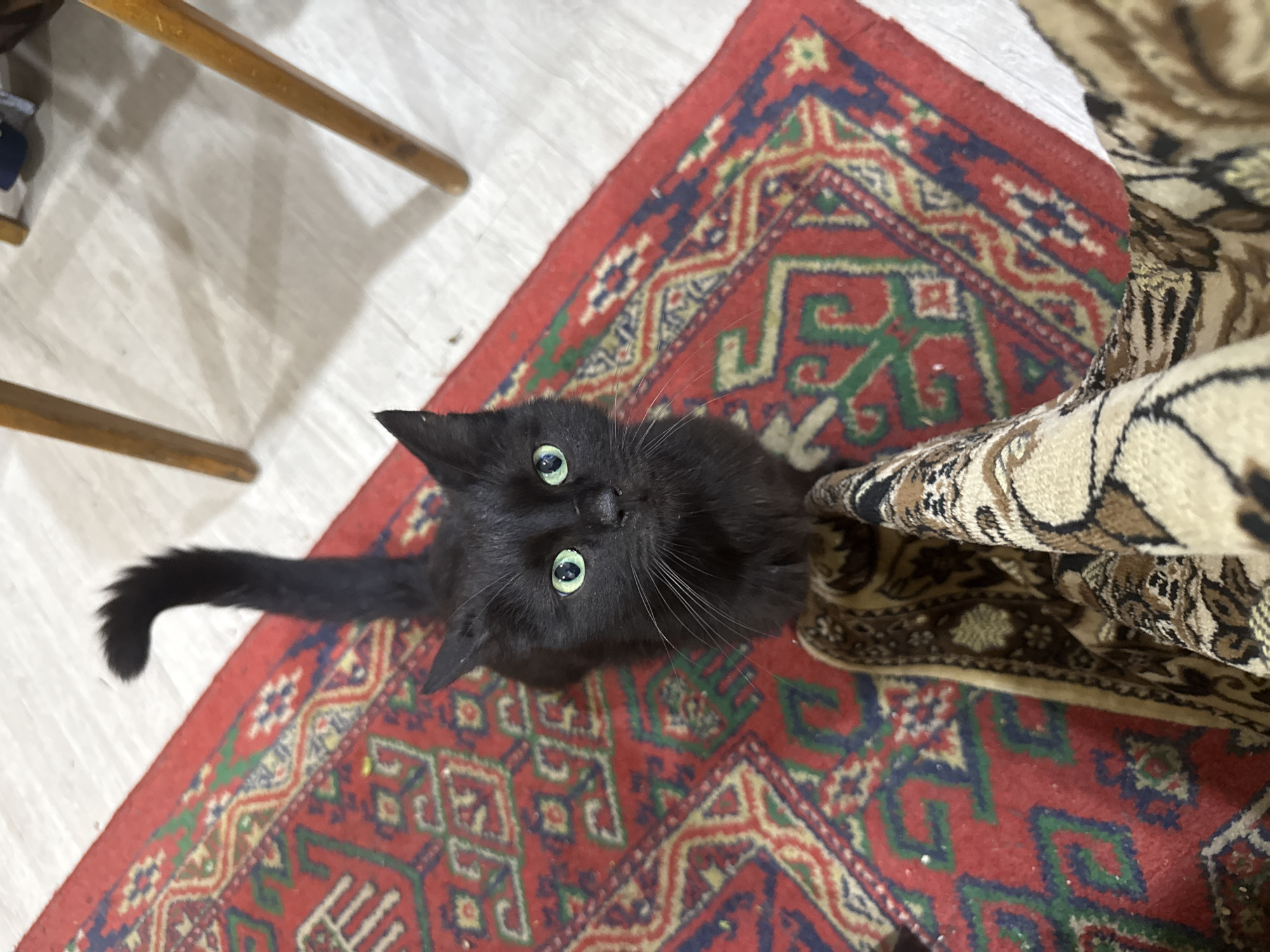 A black cat with green eyes sits on a red and beige rug. The cat is looking directly at the camera. In the background, there are two wooden chair legs and a white floor. The scene appears to be indoors, possibly in a home in Yerevan, Armenia.
