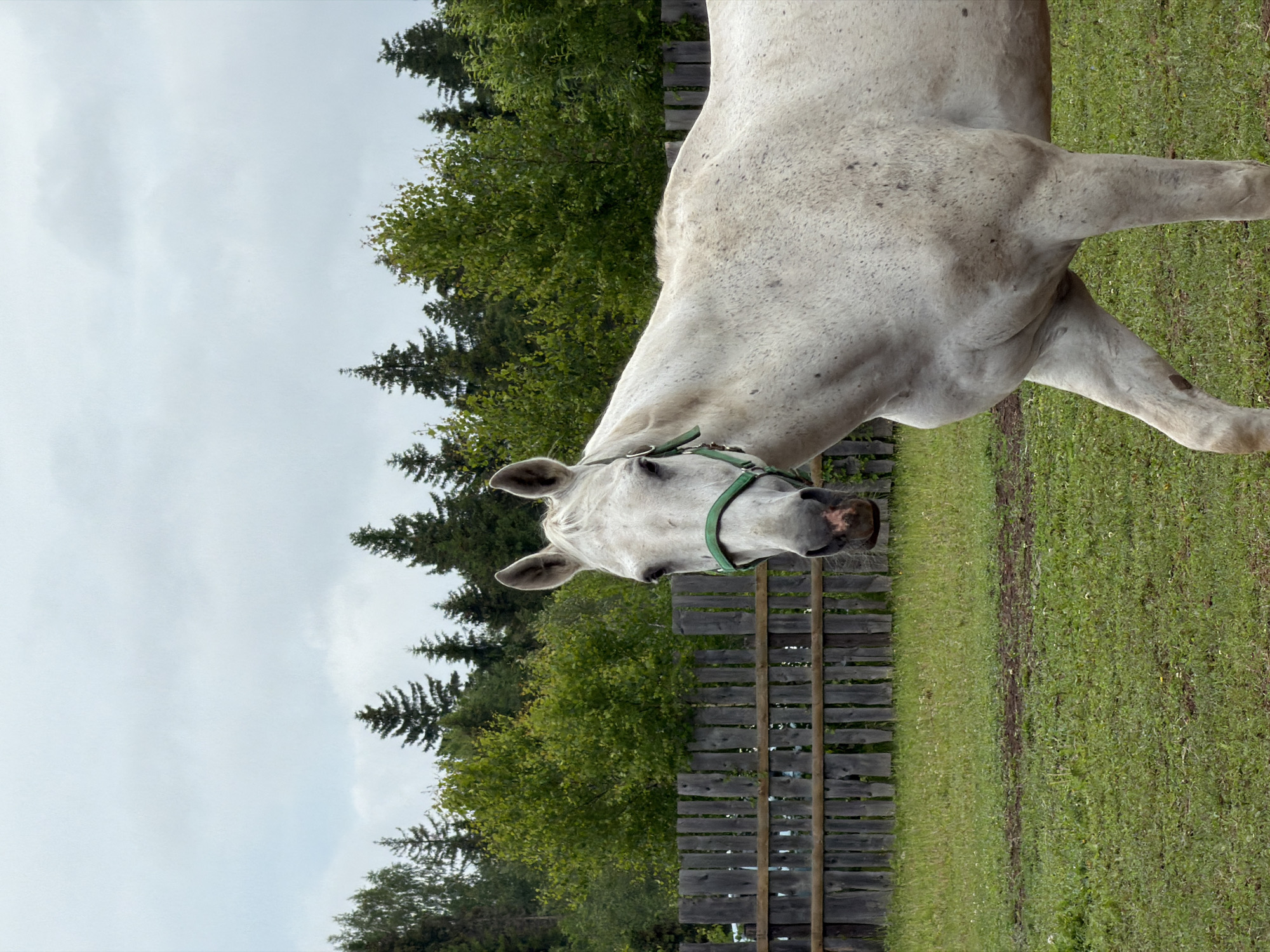 The image depicts a white horse with a green halter standing in a grassy enclosure under an overcast sky. The scene is located in Kechur, Russia. The horse, a dappled grey or roan, is positioned in the foreground, facing towards the viewer with its head slightly turned to the left. Its front right leg appears to be slightly raised. In the mid-ground, a weathered wooden fence runs horizontally across the frame. Behind the fence, a dense forest composed of both coniferous and deciduous trees forms the background. The foreground consists of green grass with visible patches of disturbed earth. The sky is a light, uniform grey, indicating cloudy conditions. No people or additional animals are present.