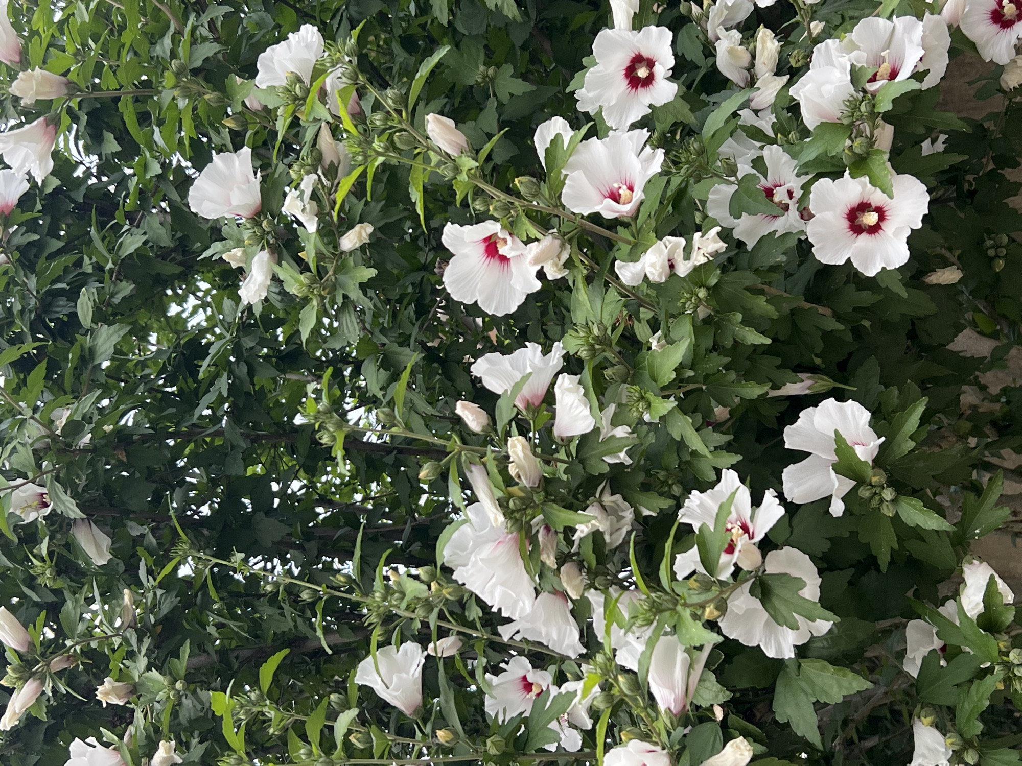 The image is a close-up shot of a dense bush covered in white hibiscus flowers with red centers. The flowers are of various stages of bloom, with some fully open and others still in bud. The leaves are a dark green and lush, creating a backdrop for the white blossoms. The lighting suggests it is daytime, possibly overcast, as there are no strong shadows. The location is noted as Fontanka, Ukraine, though this information cannot be visually verified from the image alone. There are no people or animals visible in the frame. The overall impression is of a vibrant, natural scene, likely a garden or park.