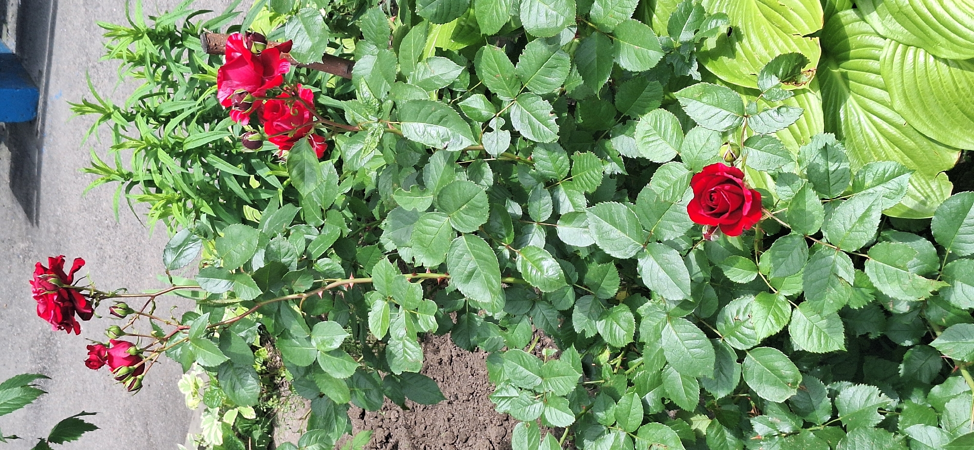 A cluster of red roses blooms vibrantly amidst lush green foliage, their petals a deep crimson against the verdant backdrop. The roses appear in various stages of bloom, with some fully open and others still in bud. Thorny stems are visible, interspersed with the glossy, serrated leaves characteristic of rose bushes. In the background, the broad, ribbed leaves of a hosta plant add another layer of green texture, hinting at a garden setting. To the left, a portion of a concrete surface with a bright blue edge is visible, suggesting a pathway or border. The scene is illuminated by natural light, indicative of daytime, and there are no people or text visible. The overall impression is one of natural beauty and growth.