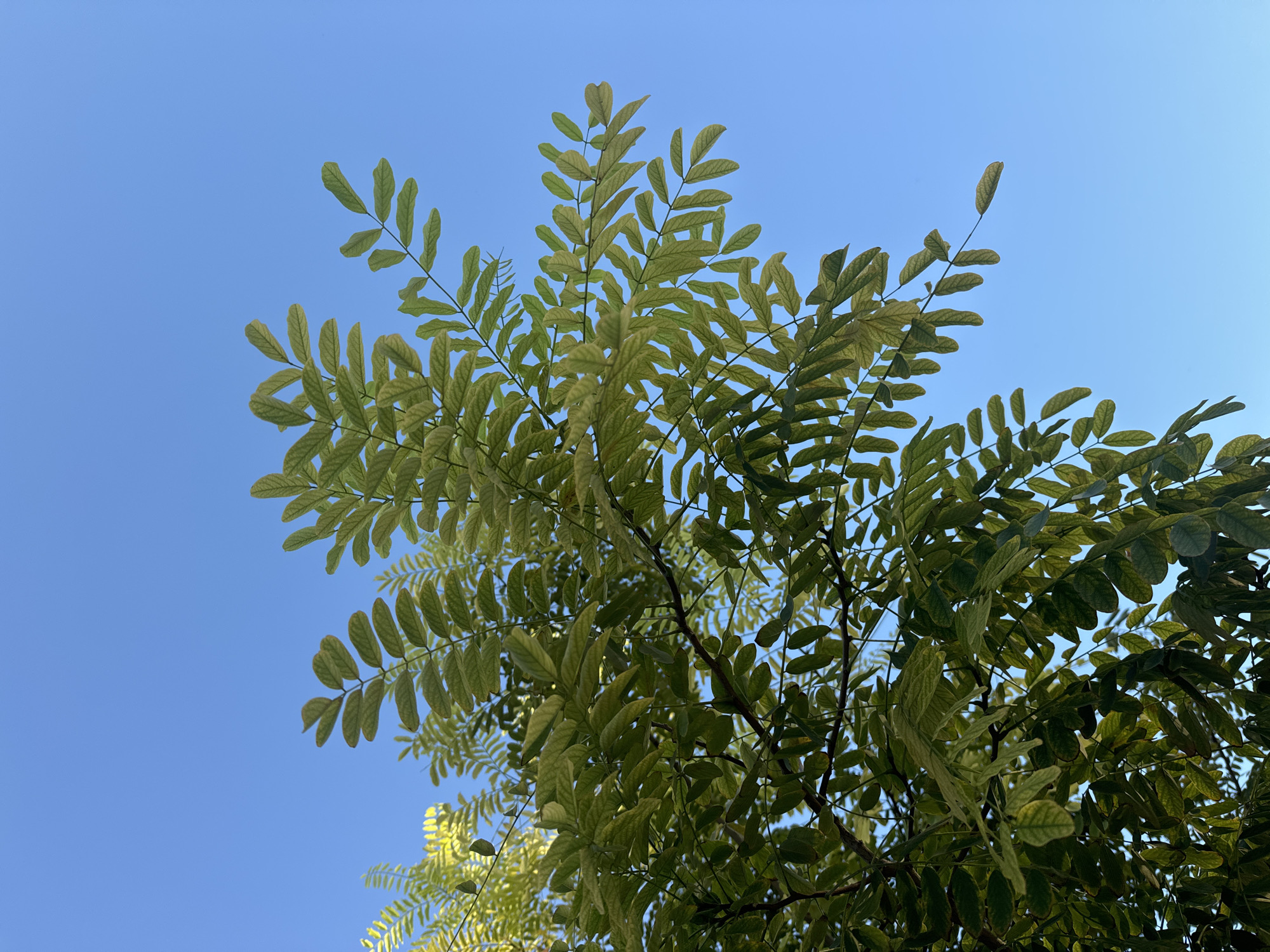 A clear, bright blue sky serves as the backdrop for a cluster of lush green leaves belonging to a tree. The leaves are arranged in a compound structure, with multiple smaller leaflets stemming from a central vein. The lighting suggests it is daytime, possibly late afternoon or early morning, given the soft illumination of the leaves. No people or man-made structures are visible, indicating an outdoor, natural setting. The location is unspecified within the city of Aktau, Kazakhstan.