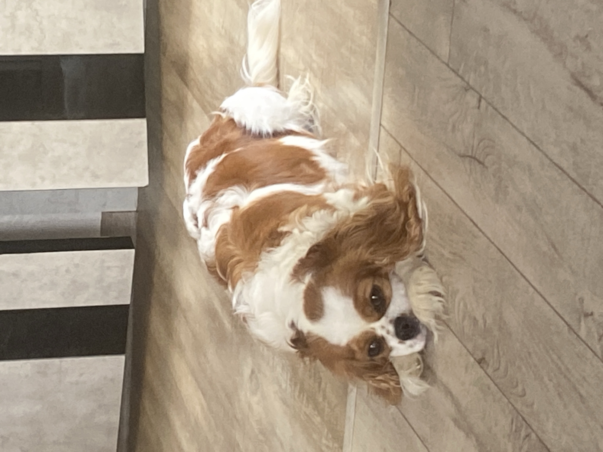 A Cavalier King Charles Spaniel lies on a light brown wooden floor. The dog has brown and white fur. Its head is resting on its paws, and its eyes are open, looking at the camera. The dog's tail is extended behind it. The background shows a wall with black and white vertical stripes.