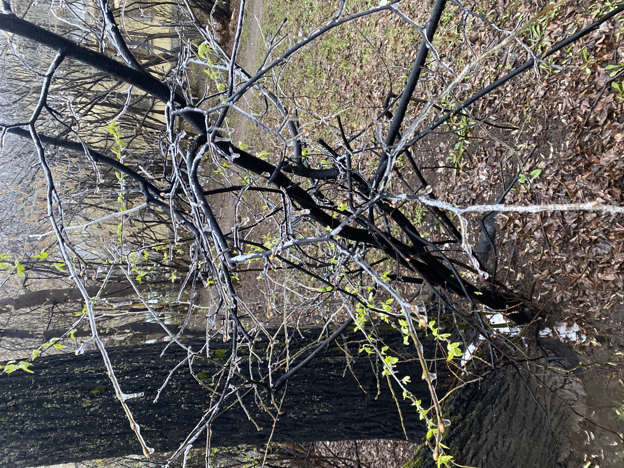The image presents a close-up, high-angle view of tree branches heavily coated in a clear layer of ice, set against a natural, outdoor backdrop. The branches are primarily dark and bare, but many display small, vibrant green leaves and buds, indicating early spring growth. The ice encasing the branches is thick and glistening, with icicles forming and dripping at various points.
In the foreground and midground, a substantial tree trunk with dark, textured bark runs vertically, adorned with some mossy green patches. This trunk anchors the network of icy branches that fill the frame. The ground below is visible through the branches, covered in a mix of brown, fallen leaves, patches of green grass or moss, and damp soil. Some areas on the ground show scattered white patches, possibly remnants of snow or more ice.
The lighting is soft and diffused, suggesting an overcast day, which accentuates the crystalline quality of the ice. The scene portrays the impact of a freezing rain event or a late-season cold snap, highlighting the juxtaposition of winter's grip with the resilient emergence of spring foliage. This weather phenomenon is observed in Yekaterinburg, Russia. No visible text is present in the image.