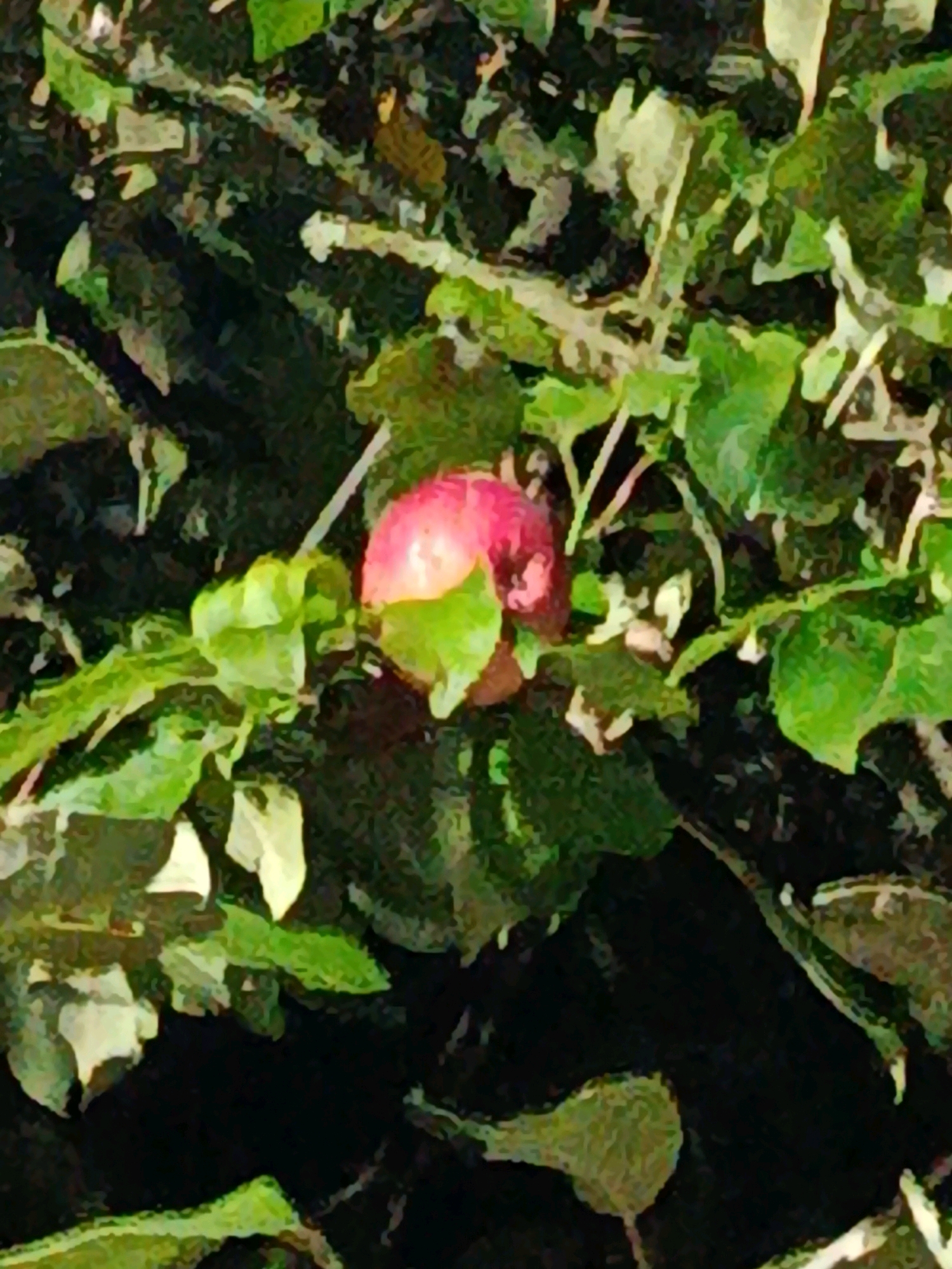 The image depicts a close-up view of an apple tree branch in Верея, Russia. A single ripe apple, predominantly pink and red with some yellow and green undertones, hangs among lush green leaves. The apple is partially obscured by foliage. The background consists of dark, out-of-focus greenery and branches, suggesting a natural, outdoor setting. The lighting is soft, indicating it might be late afternoon or early morning. The image is characterized by a painterly, somewhat impressionistic style.