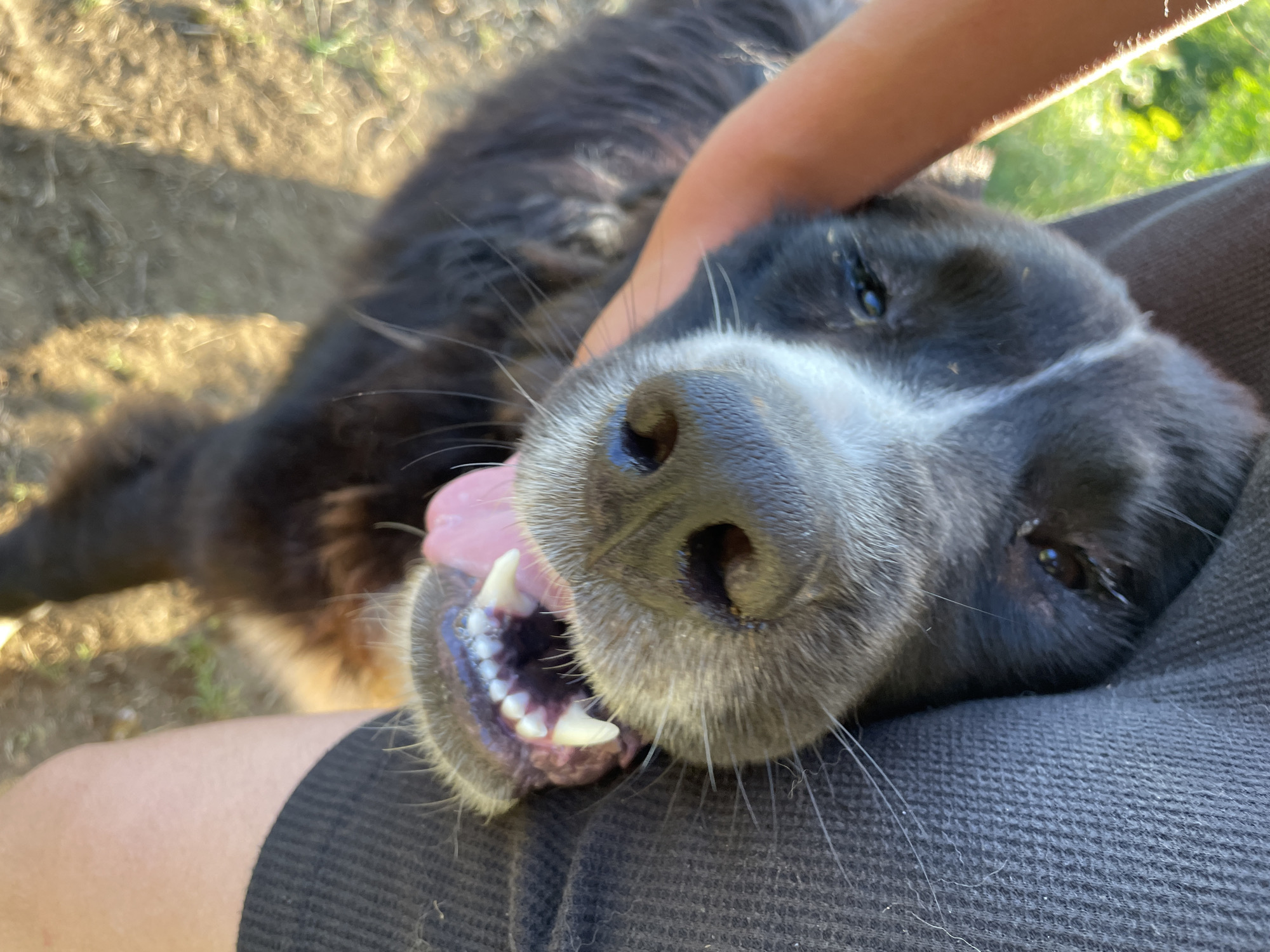 A close-up, eye-level, full shot shows a black and white dog being held by a person. The dog's head is tilted upwards, with its mouth open and tongue visible. The dog's fur is dark brown with a white blaze down its nose and chest. The person's arms are wrapped around the dog, and the person's dark gray shirt is visible on the right side of the frame. The background is blurred and appears to be an outdoor setting with trees and sunlight. The image was taken in Zlatograd, Bulgaria.