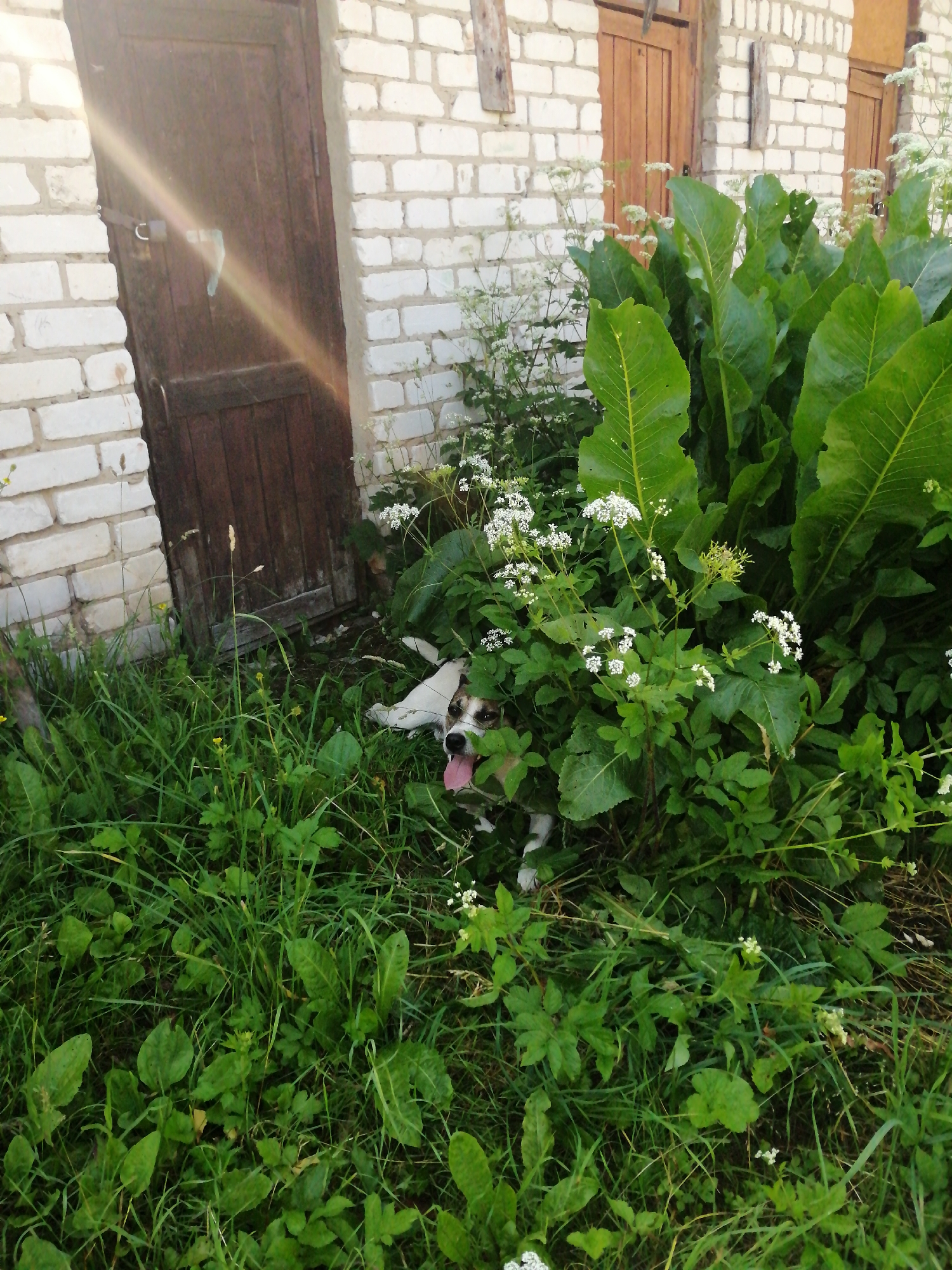 A small dog with white and brown markings is peeking out from behind lush green foliage. The dog's tongue is lolling out, and its eyes are looking towards the camera. The setting appears to be outdoors, in a garden or overgrown yard, given the abundance of grass and large-leafed plants. In the background, a rustic wooden door is set into a white brick wall. The door has a visible metal latch and a small, light blue object tied to it. Sunlight streams diagonally across the door and onto the brick wall, suggesting it is daytime, likely morning or afternoon. The overall mood is playful and candid, capturing a moment of the dog enjoying its surroundings. The image was taken in Dubrovka, Russia.