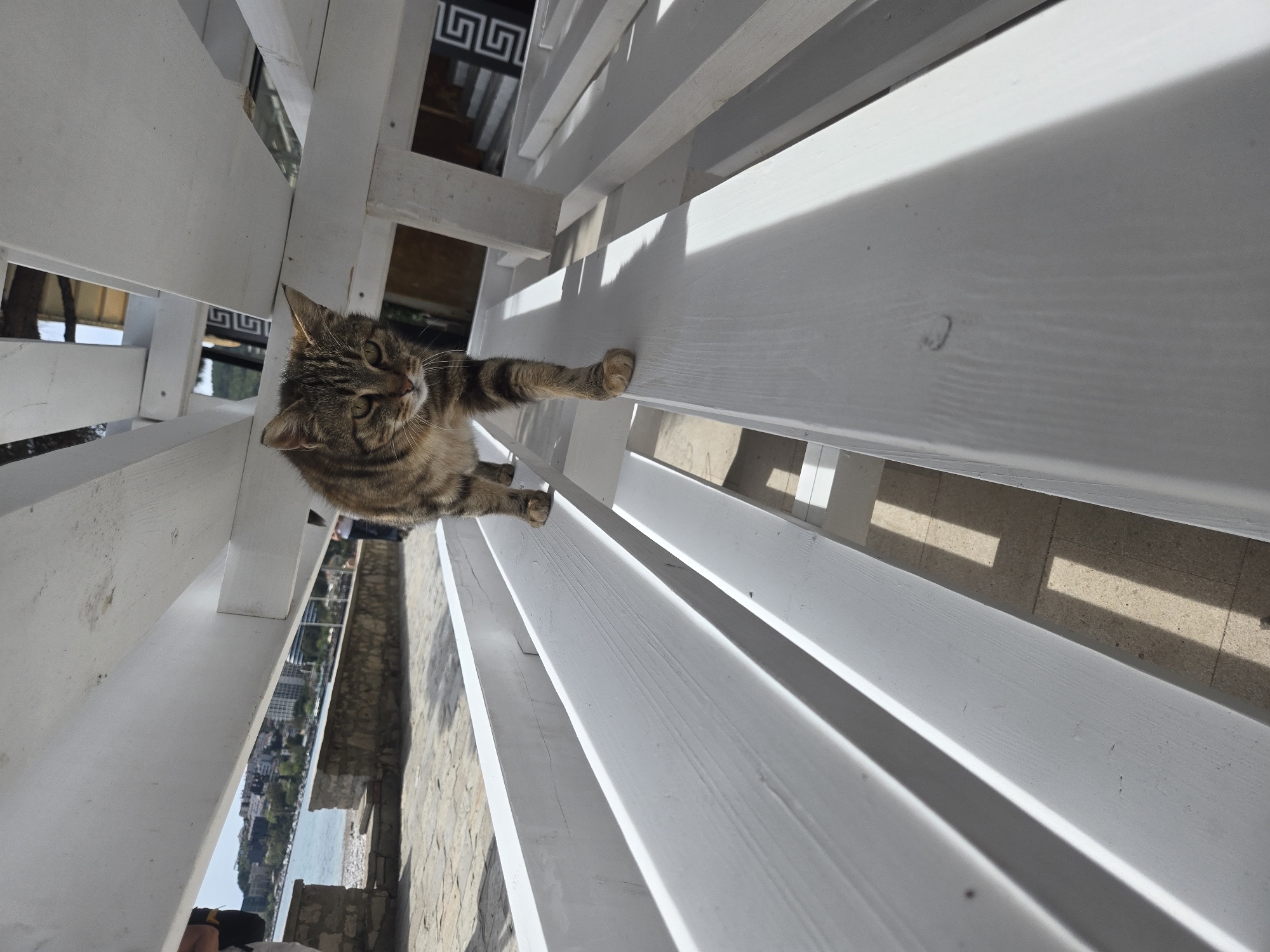 A tabby cat is perched on a white wooden railing, possibly a balcony or fence, in the city of Budva, Montenegro. The cat's paws are gripping the horizontal rails. In the background, through the gaps in the railing, a partial view of Budva is visible, including buildings, possible coastline, and water. The scene is bathed in natural light.