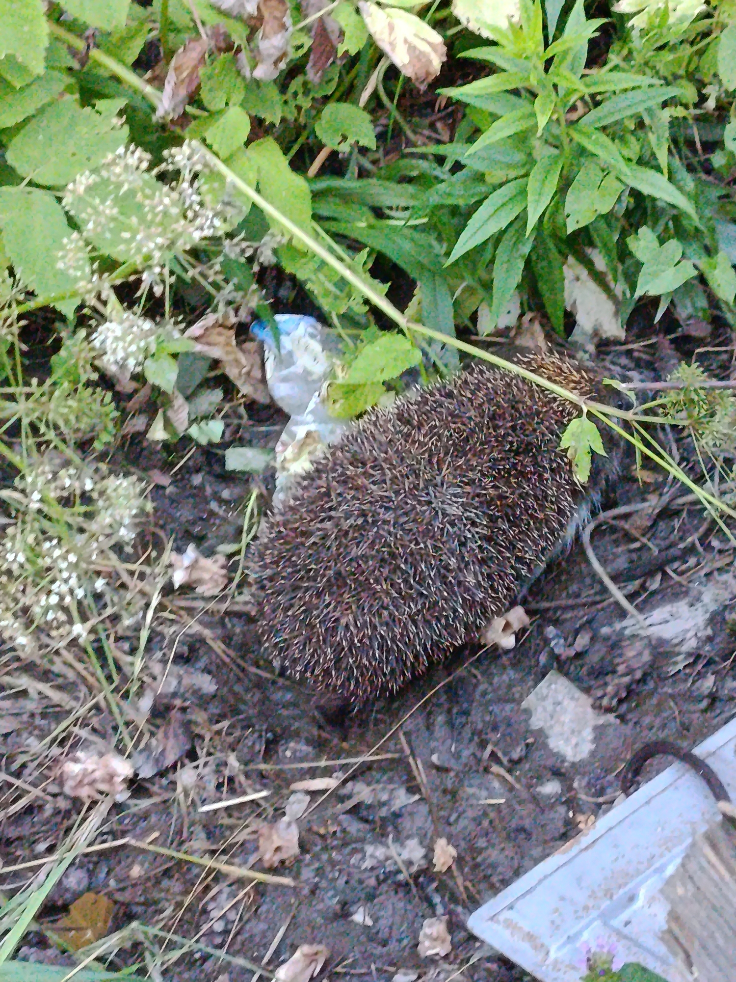 The image shows a hedgehog nestled amongst foliage and debris on the ground. The hedgehog, with its characteristic brown and white quills, is the primary subject. It appears to be resting or foraging in its natural habitat. The surrounding environment is a mix of green leaves, dry brown leaves, twigs, and some litter, including a crumpled plastic bottle near the hedgehog. The ground is composed of dark soil and organic matter.
The scene is outdoors, with a sense of natural overgrowth and a touch of human impact due to the litter. The lighting suggests it could be daytime, but without more cues, the specific time of day and weather conditions are unclear. The overall impression is one of a wild animal in its environment, possibly in a less-than-pristine area. There is no visible text in the image. The location context provided is Apraksin, Russia, which helps contextualize the type of flora and fauna that might be present. The image is a medium shot, focusing on the hedgehog and its immediate surroundings.