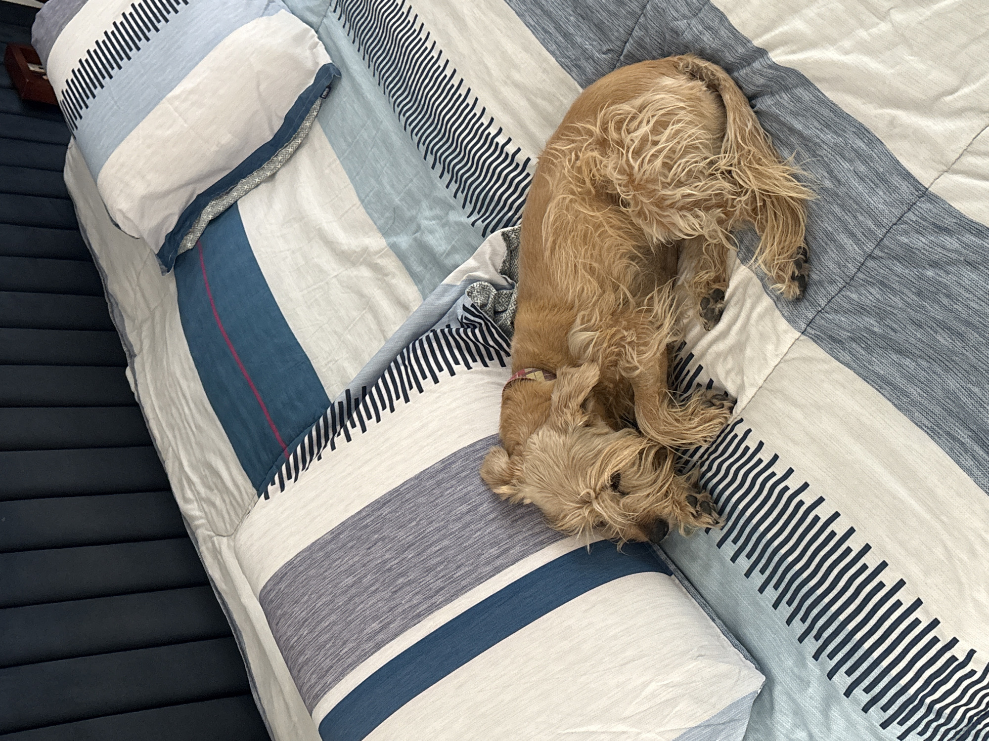 A high-angle shot captures a small, light brown, shaggy-haired dog curled up and sleeping soundly on a bed. The dog, likely a cocker spaniel, is positioned on its side, with its head tucked into its paws, and its tail visible towards the top right of the frame. Its long, wavy fur is a prominent feature.
The bed is adorned with a striped duvet or comforter, featuring broad bands of white, light blue, dark blue, and gray. Some of these stripes, particularly the dark blue and a gray one, are embellished with a texture of numerous short, parallel, dark lines or squiggles. A thin, vibrant pink or red line runs vertically within one of the dark blue stripes. Several pillows with matching striped patterns are arranged on the bed, contributing to the coordinated bedding.
To the left of the bed, a dark blue headboard or bed frame with distinct horizontal grooved panels is partially visible. A small, dark wooden box, possibly a jewelry box, can be seen resting on the bed next to a pillow on the left side.
The image portrays a peaceful and cozy indoor scene, presumably a bedroom, where the dog is in a state of deep relaxation. The soft color palette of the bedding enhances the calm and tranquil atmosphere. There is no visible text in the image. Although the location context provided is San Bernardino Tlaxcalancingo, Mexico, no specific visual elements within the image confirm this geographical detail.