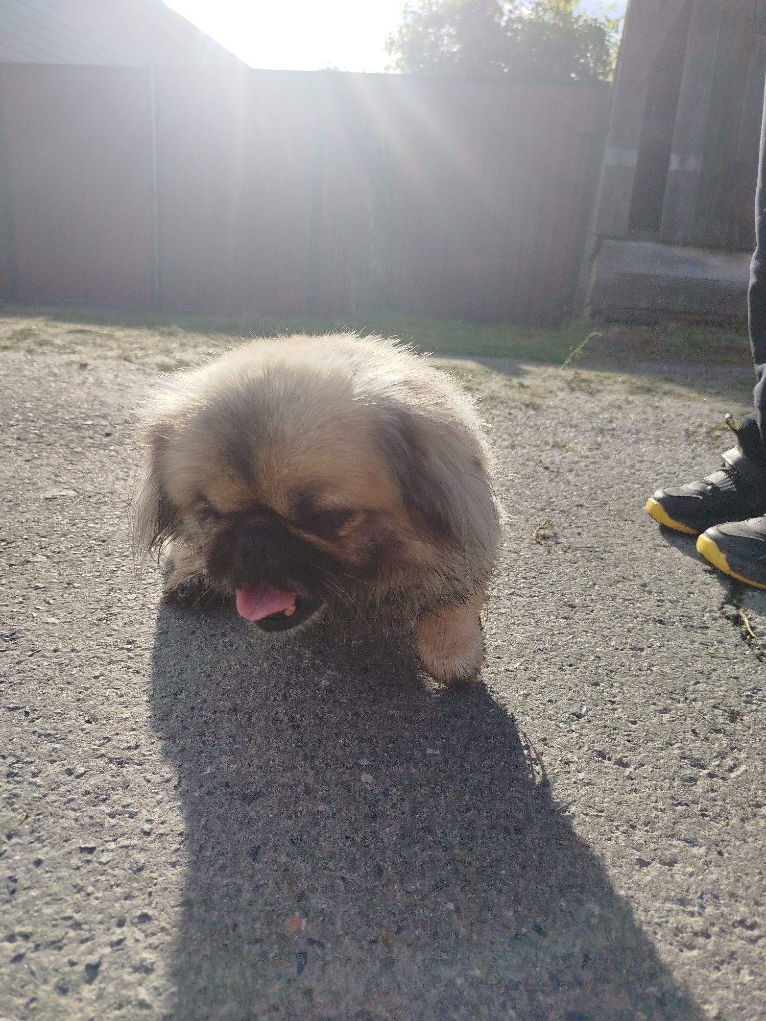 A small, fluffy Pekingese dog with tan and black fur is lying on a paved surface, possibly an asphalt driveway or pathway. The dog's head is lowered, and its pink tongue is sticking out. Sunlight is shining brightly from the left side of the frame, casting a long shadow of the dog across the pavement. In the background, a wooden fence runs horizontally, and beyond that, trees and a building are visible. To the right of the dog, a person's legs and feet, wearing black and yellow sneakers, are visible. The overall scene suggests an outdoor setting, likely in a residential area. The image was taken in Zavodoukovsk, Russia, on a sunny day.