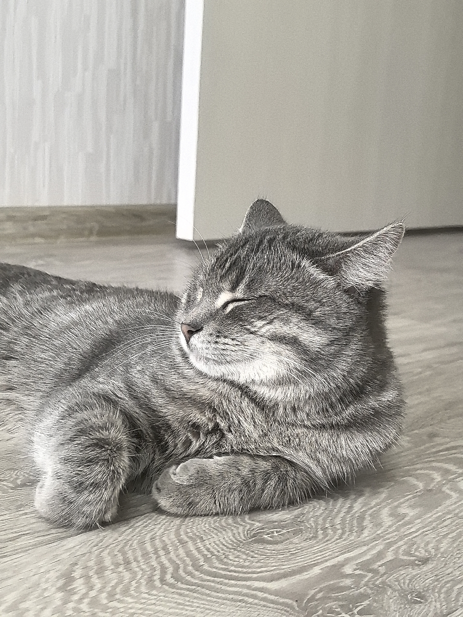 A gray tabby cat lies on a light gray and white wood-patterned floor. The cat's eyes are closed and it appears to be resting or sleeping. The background shows a gray wall on the left and a white wall with a partially visible white doorframe on the right. The photograph was most likely taken indoors. The image does not show anything related to the city of Perm, Russia.