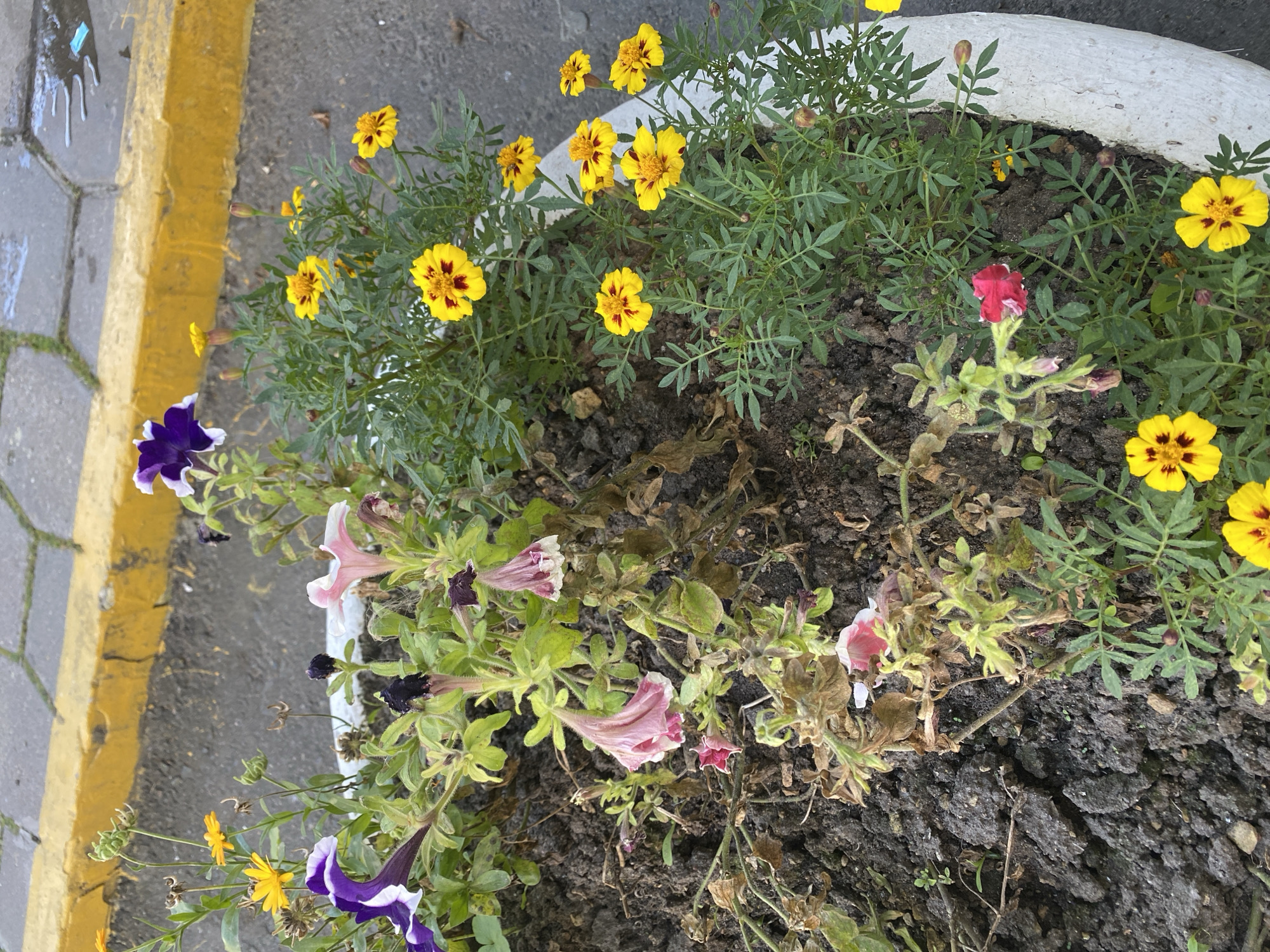 The image shows a white concrete planter filled with various flowers and plants. The planter is situated outdoors next to a paved area with a yellow curb. The flowers are a mix of purple, pink, and yellow varieties. Some of the pink flowers appear wilted. The ground inside the planter is dark soil with some dried leaves and debris. In the background, the paved area shows some water puddles and what appears to be a discarded blue object. The scene suggests an urban or semi-urban environment, possibly a park, sidewalk, or public space. No people are visible in the image. This scene is consistent with the typical landscaping found in Ivanteyevka, Russia, where planters are often used to beautify public areas.