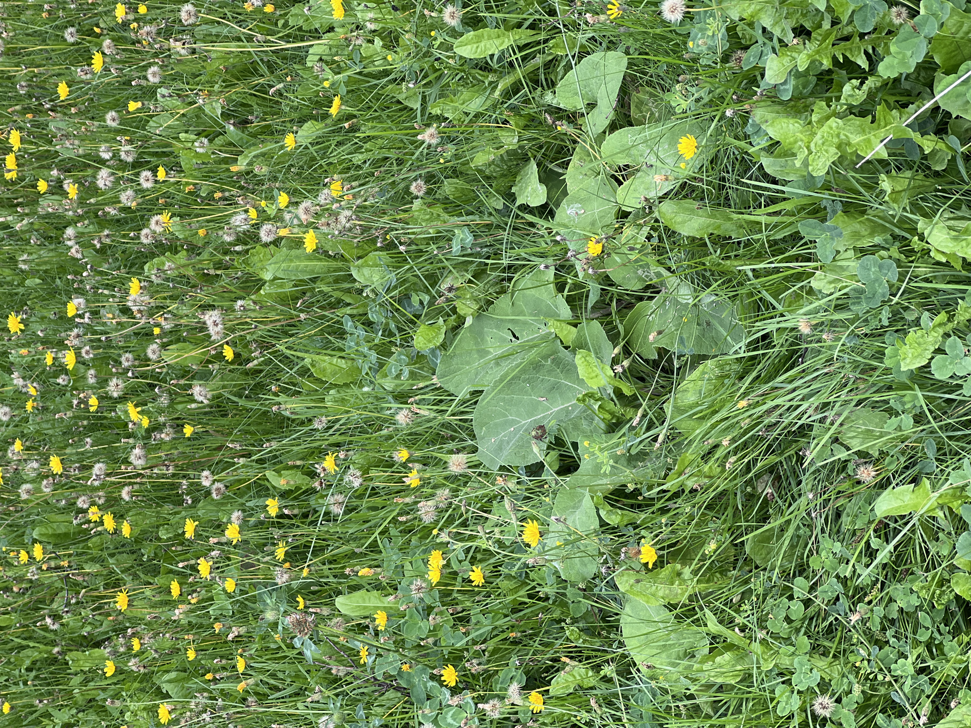 This is a high-angle, full-shot photograph of a dense field of green grass and wildflowers. The field is predominantly filled with various types of green vegetation, including tall blades of grass, broad leaves of larger plants, and smaller clover-like leaves. Interspersed throughout the greenery are numerous small yellow wildflowers, some in full bloom and others appearing as seed heads. The overall impression is of a natural, uncultivated area. The lighting suggests it is daytime, with soft, diffused light, indicating an overcast sky or the shade of taller objects not visible in the frame. There are no people or animals visible in the image.