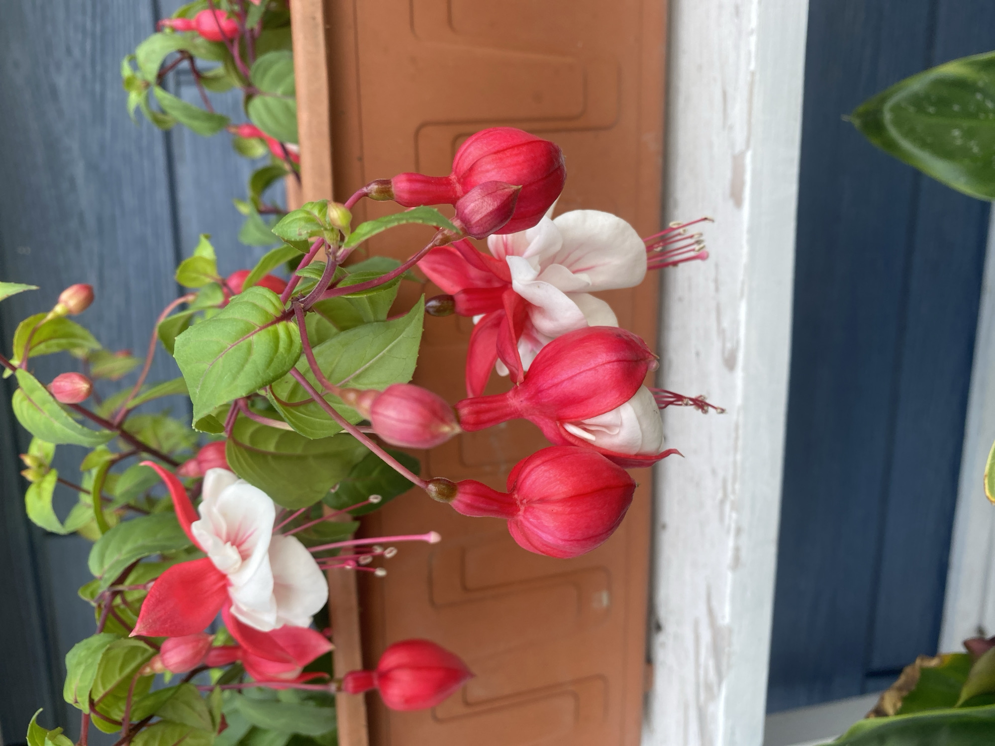 The image shows a close-up of hanging fuchsia flowers with bright red sepals and white petals. Several buds are also visible, some in vibrant red and others in a lighter pink hue. The flowers and buds are suspended from green stems with reddish-purple veins. They are planted in a rectangular, terra cotta-colored planter box, which is positioned on a white wooden surface. In the background, a dark blue, horizontally-paneled wall is visible. The scene suggests an outdoor setting, possibly a balcony or garden in Tret’ya Pad’, Russia, where these flowers are grown. There are no people or animals present in the image. The focus is entirely on the botanical subject matter and its immediate surroundings.