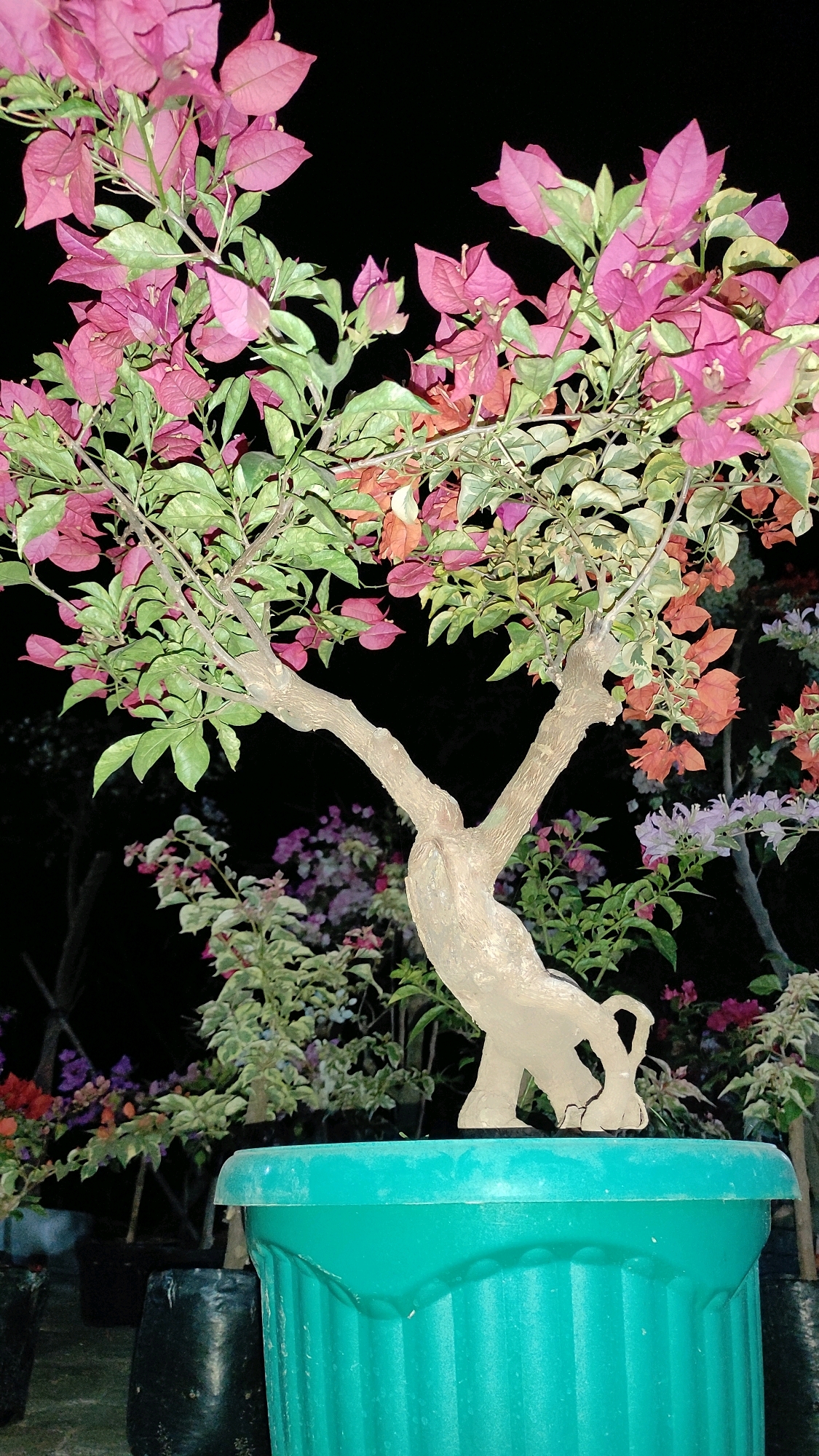 This image depicts a close-up, low-angle view of a potted bougainvillea plant at night. The plant features vibrant pink and orange bracts, mixed with green and variegated leaves, on a gnarled, light-brown trunk that splits into two main branches. The plant is contained within a large, ribbed, teal-colored plastic pot. Behind the main subject, out-of-focus bougainvillea plants with various colored bracts (pink, purple, red, and orange) are visible, along with black plastic bags and dark foliage, suggesting an outdoor setting like a nursery or garden in Tanjungan, Indonesia. The background is uniformly black, indicating darkness. There are no people or animals present in the frame.