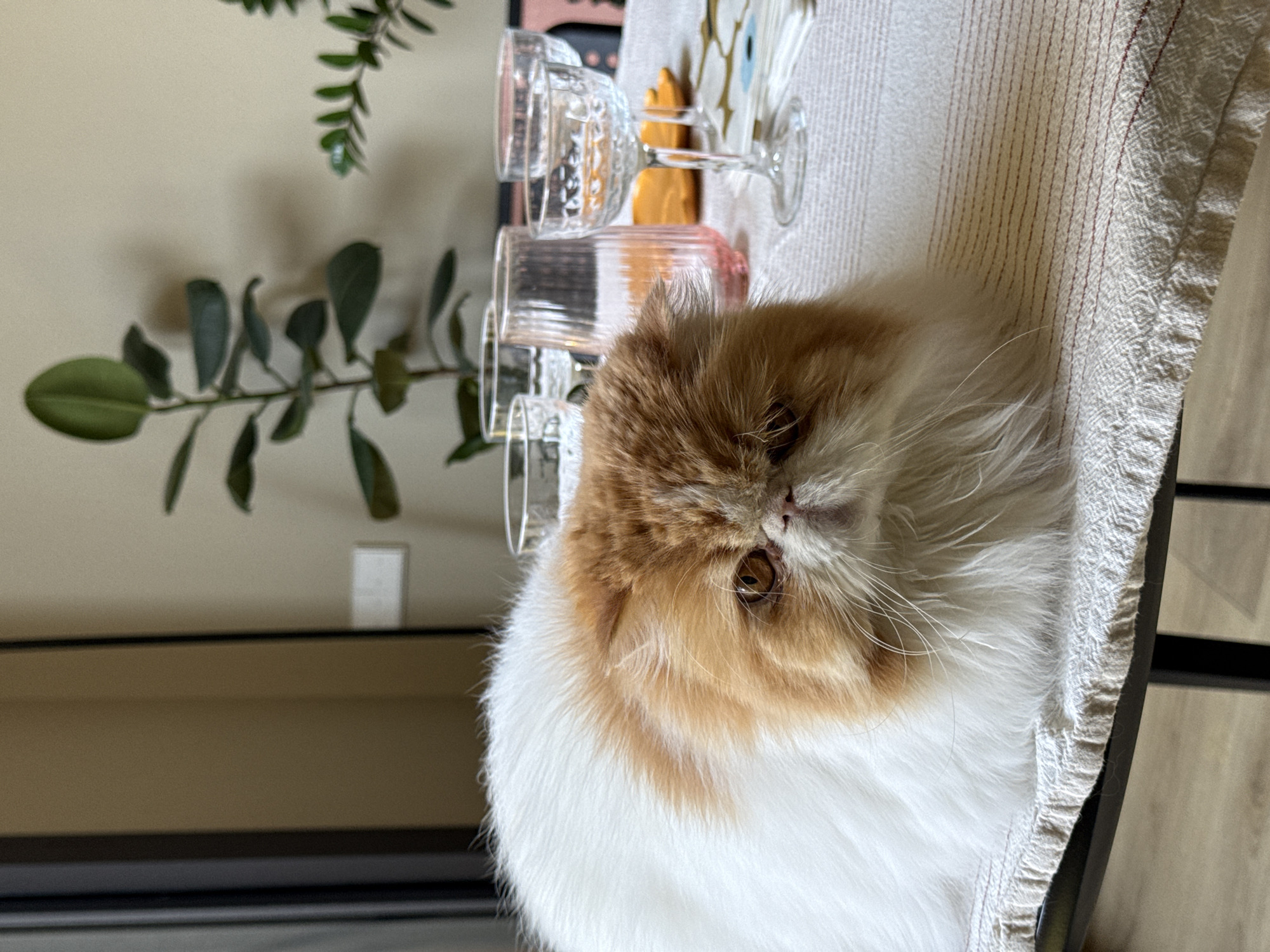 A close-up, angled shot shows a long-haired cat with white and orange fur perched on a surface covered with a white, textured cloth. Several glassware items of varying sizes are arranged behind the cat, near a plant with green leaves. The background is a neutral-colored wall with a light switch visible. The floor appears to be made of wood. The scene does not obviously take place in Barcelona.