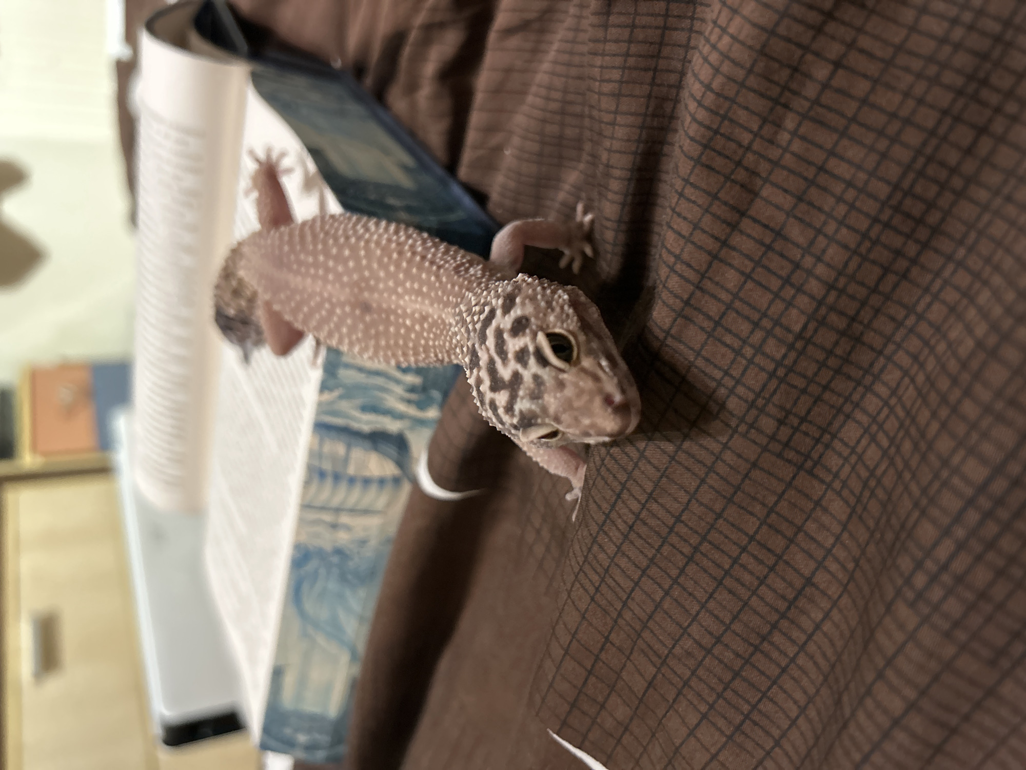 A leopard gecko, pale pink with brown spots, is positioned on an open book and a brown, checkered fabric. The book has white pages and a blue, patterned cover. The gecko's head is towards the right of the frame, and its tail extends to the left. The scene appears to be indoors with a blurred background.